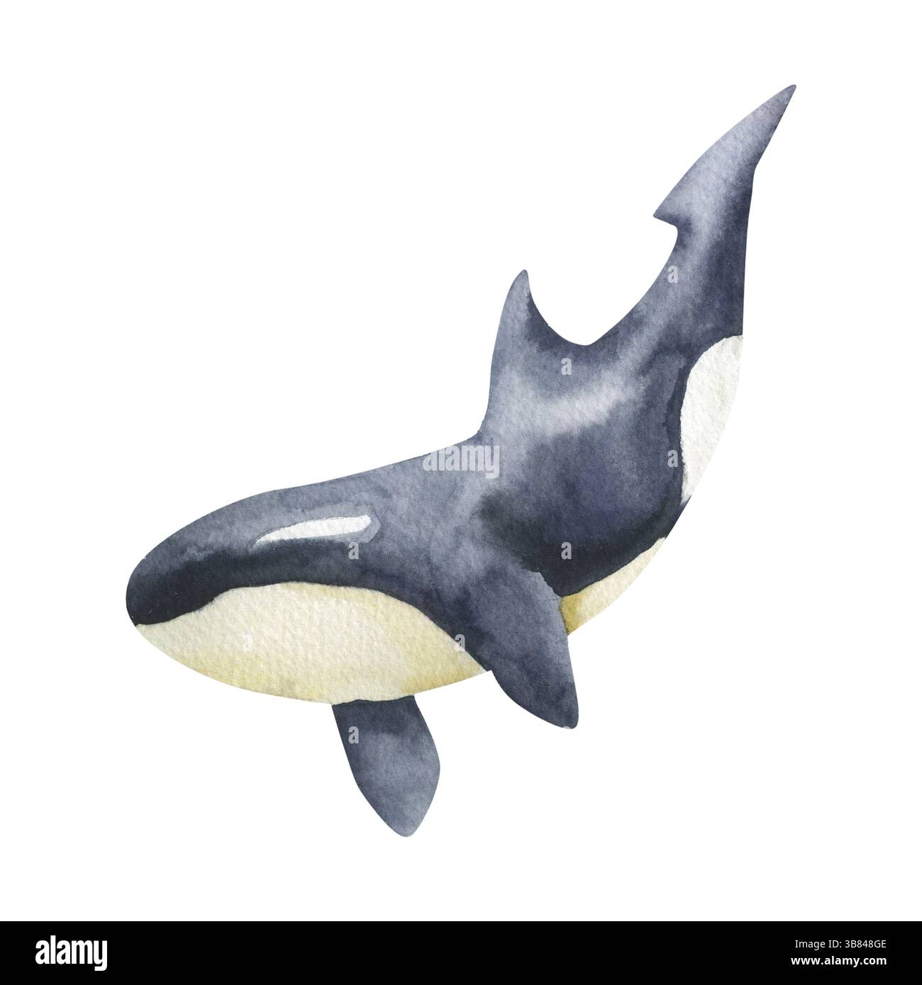 Orca wild mammal watercolor illustration. Hand drawn black killer whale ...