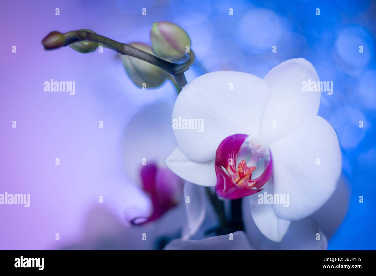 White orchid yellow center hi-res stock photography and images - Alamy, image size:1300x956