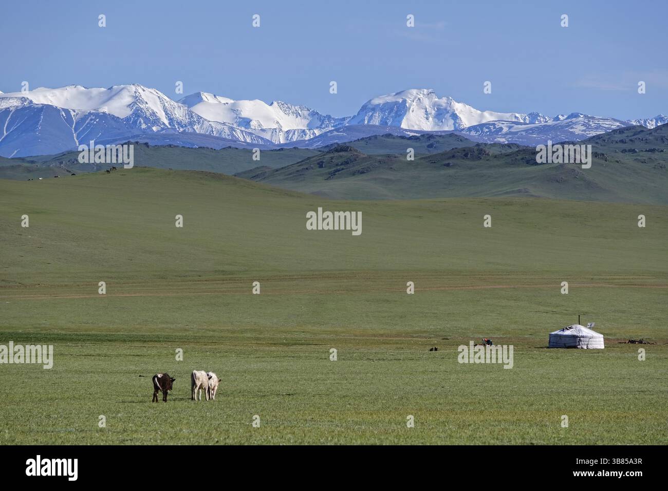 Mongolian landscape with mountain steppe with ger and herd of horses ...