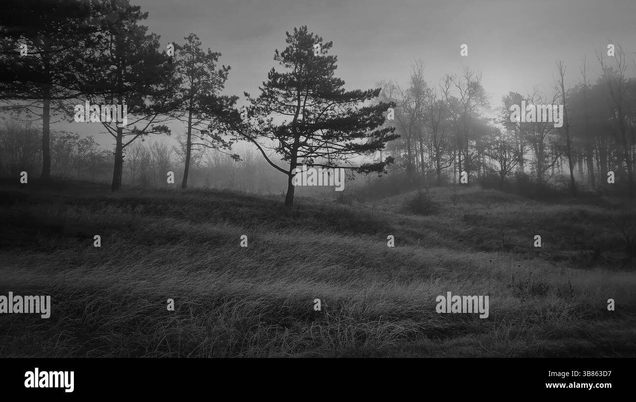 Misty landscape with tall pine trees on a grassy hill. The sunrise sun ...