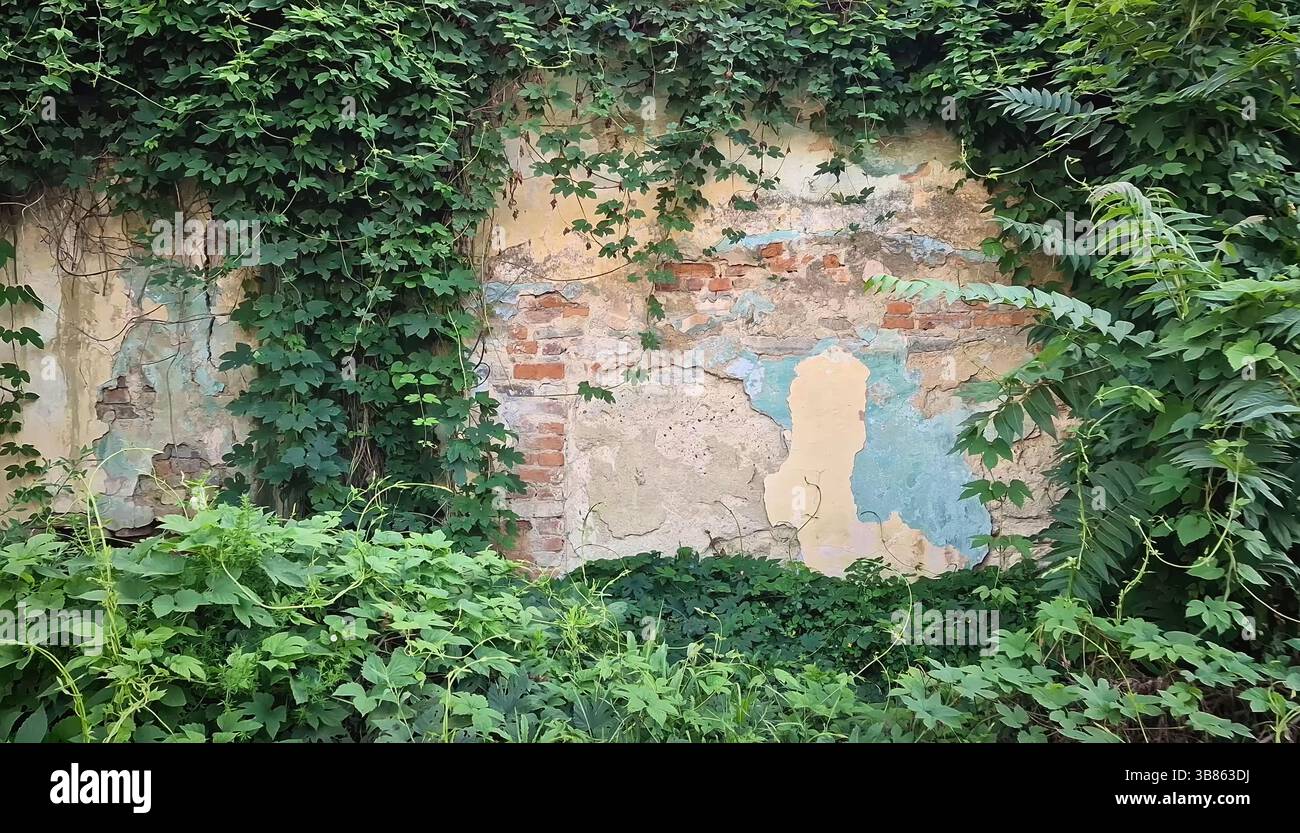 Creeping vegetation hanging on a grunge wall of an old building. Green plants foliage overgrown on weathered construction Stock Photo