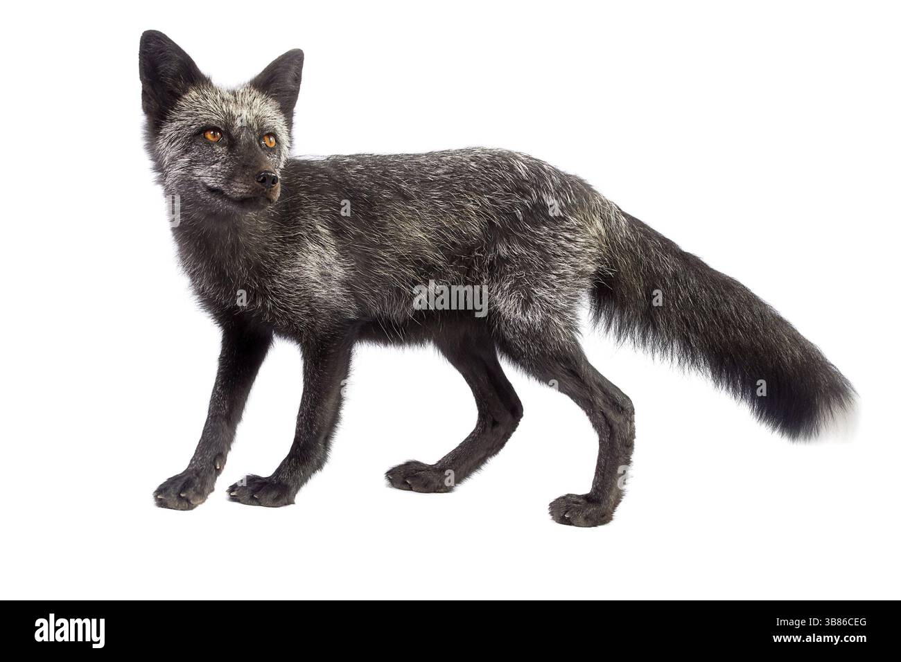 Black fox isolated on white background Stock Photo