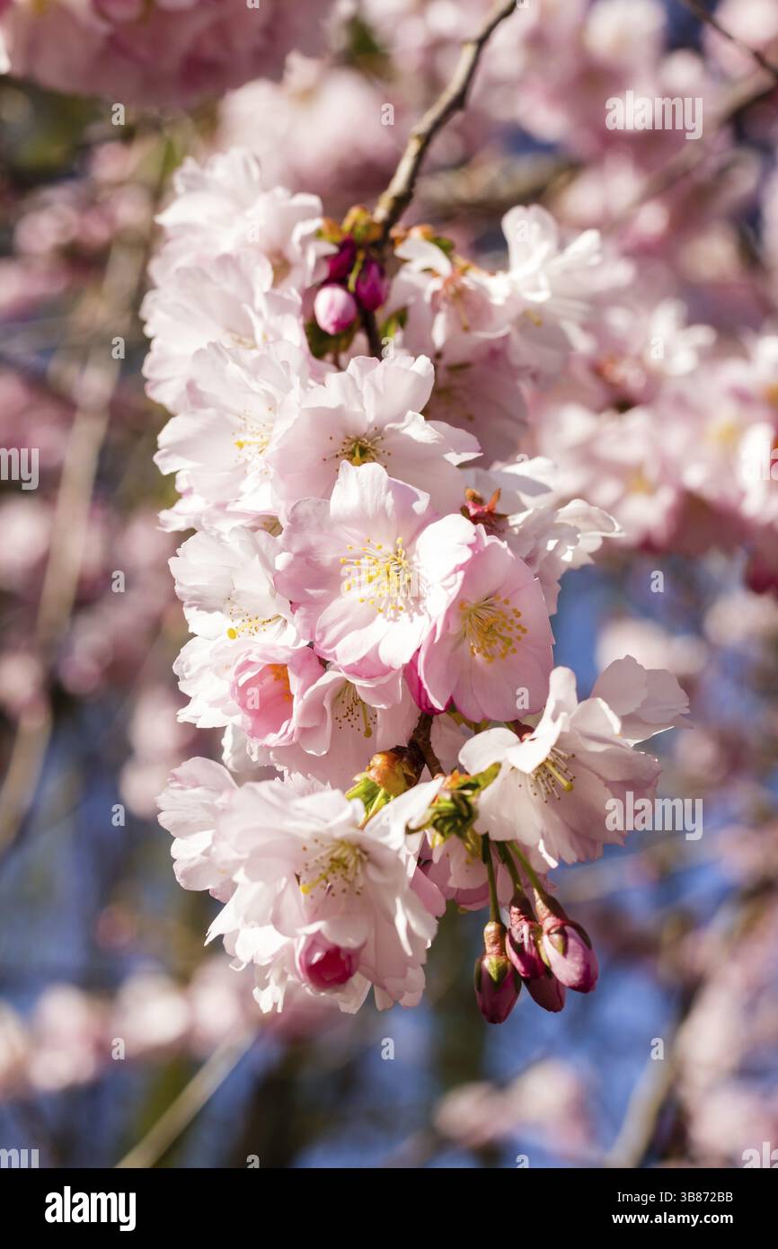 Cherry blossom trees in full bloom in springtime Stock Photo