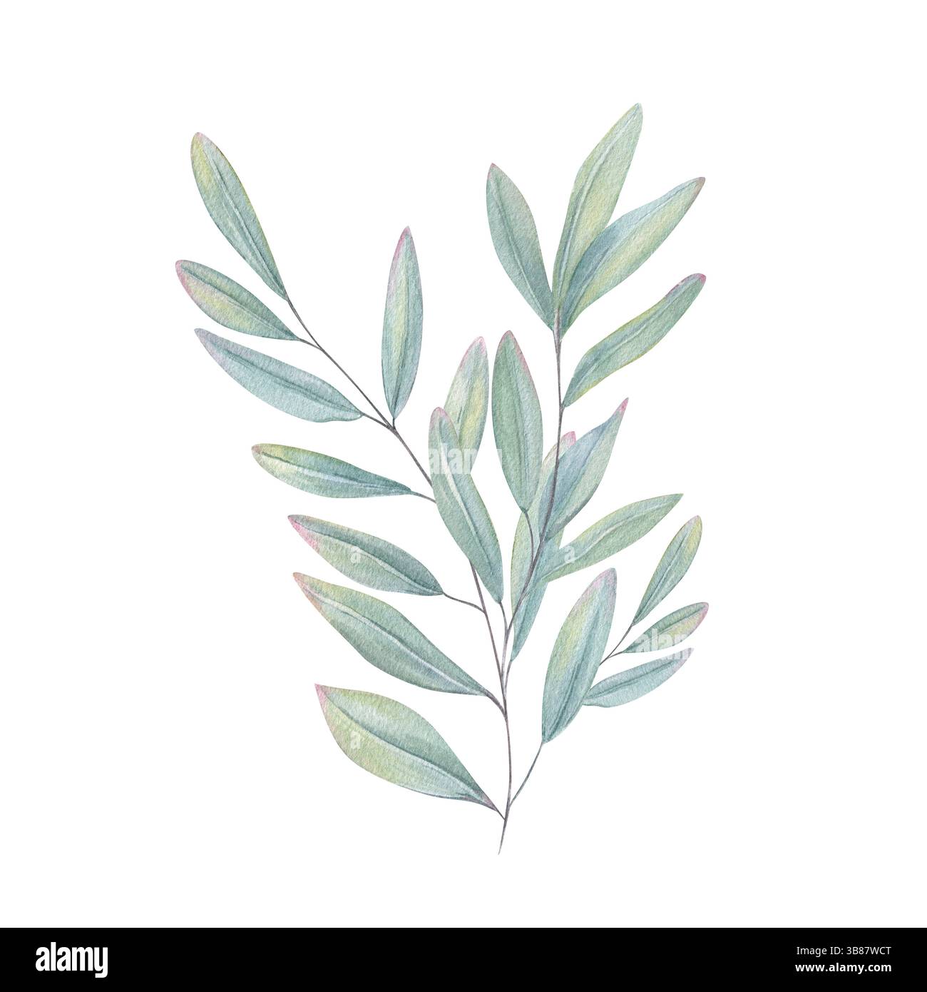 Sage green leaves eucalyptus Cut Out Stock Images Pictures Alamy