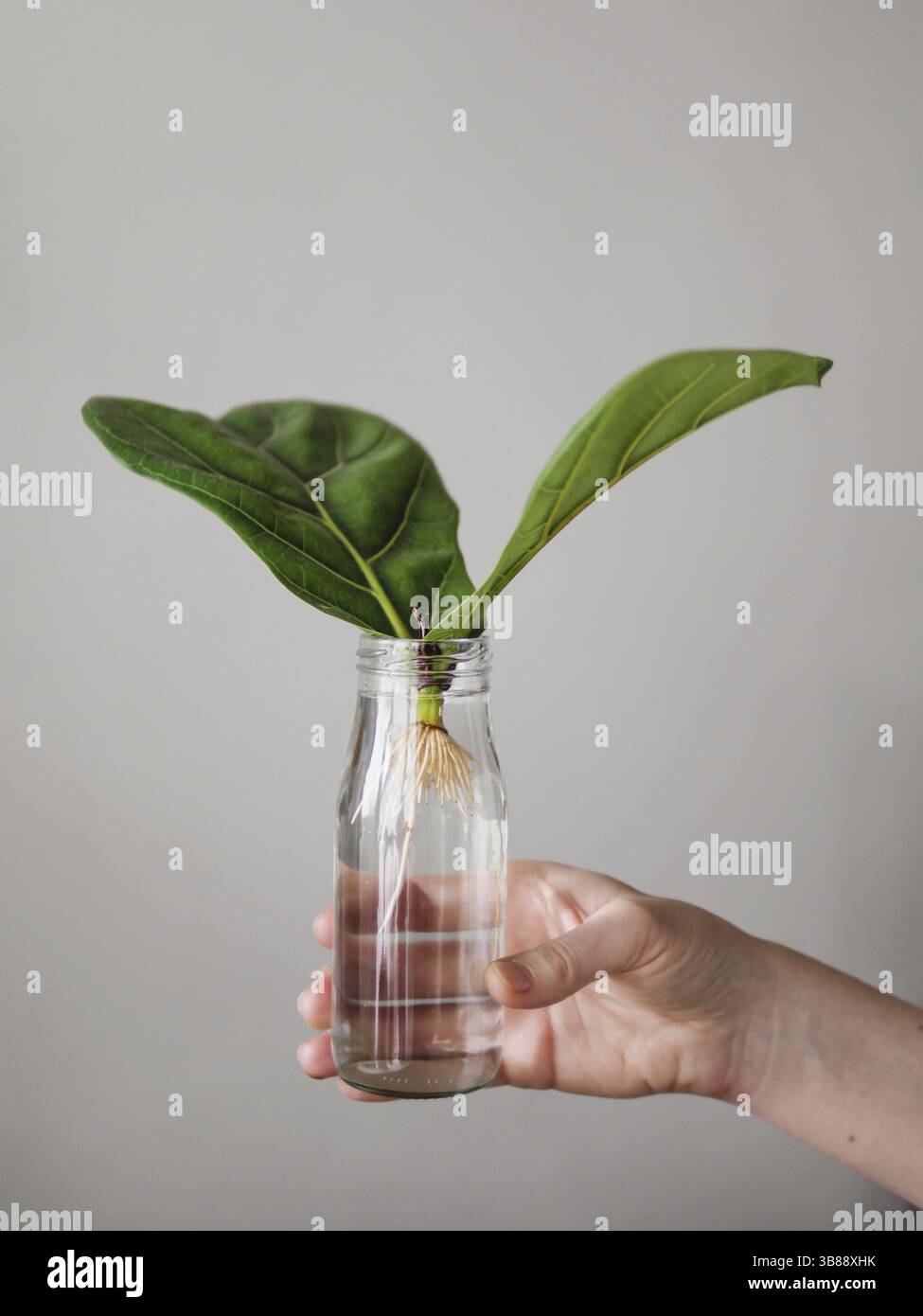 Propagating Fiddle Leaf Fig. Female hand hold glass bottle with water and cutting with two leaves of ficus lyrata with white roots. How to propagate f Stock Photo