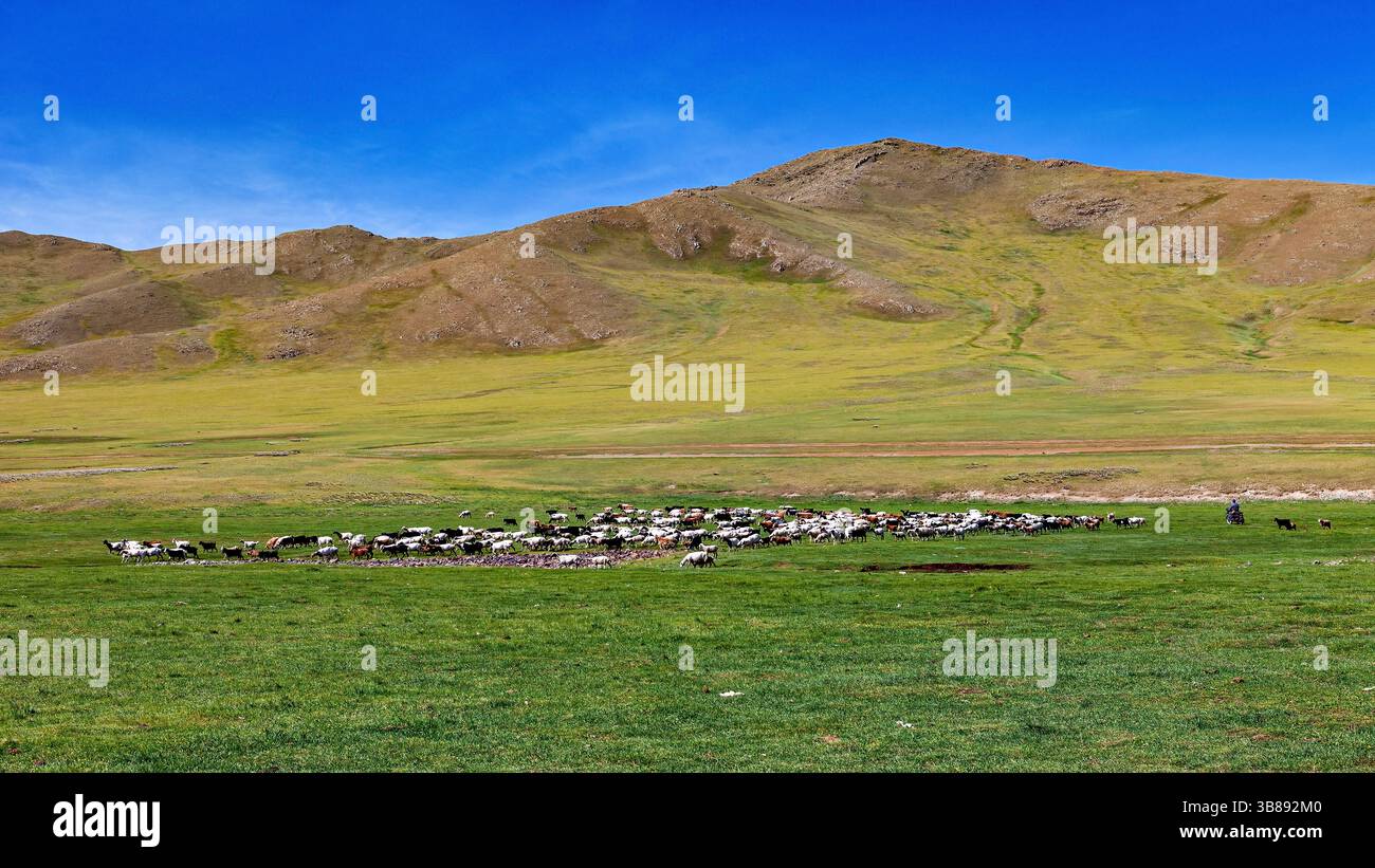 A herd of goats and sheep in the landscape of mongolia Stock Photo - Alamy