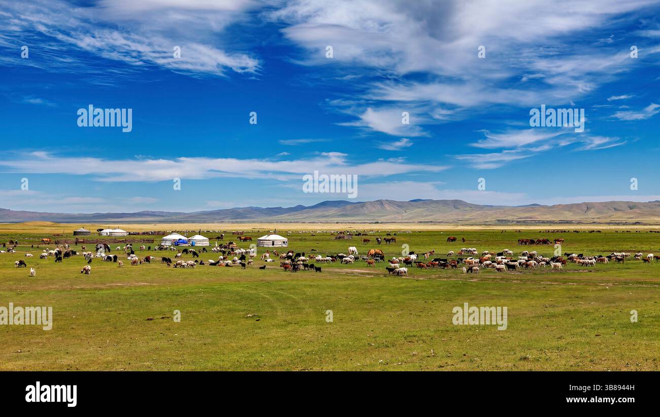 A herd of goats and sheep in the landscape of mongolia Stock Photo - Alamy
