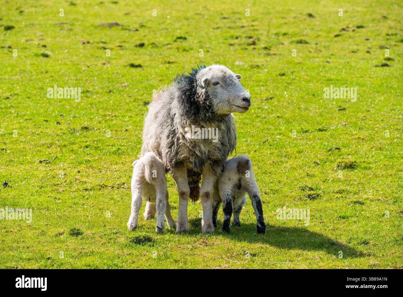 Newborn Lambs with their mother Stock Photo
