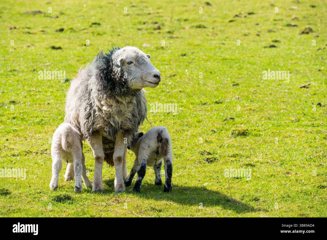 Newborn Lambs with their mother Stock Photo