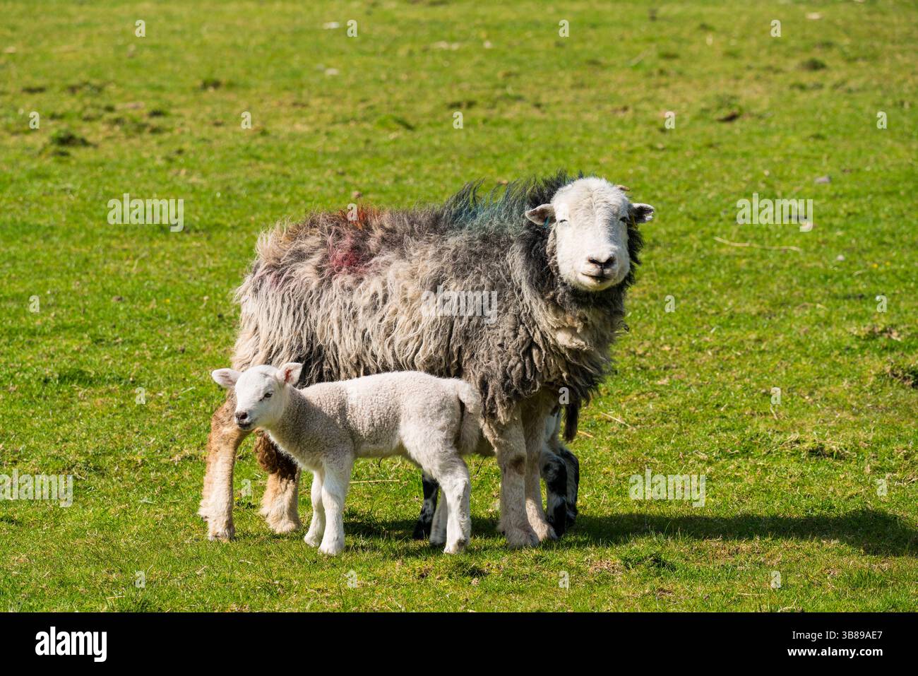 Newborn Lambs with their mother Stock Photo - Alamy