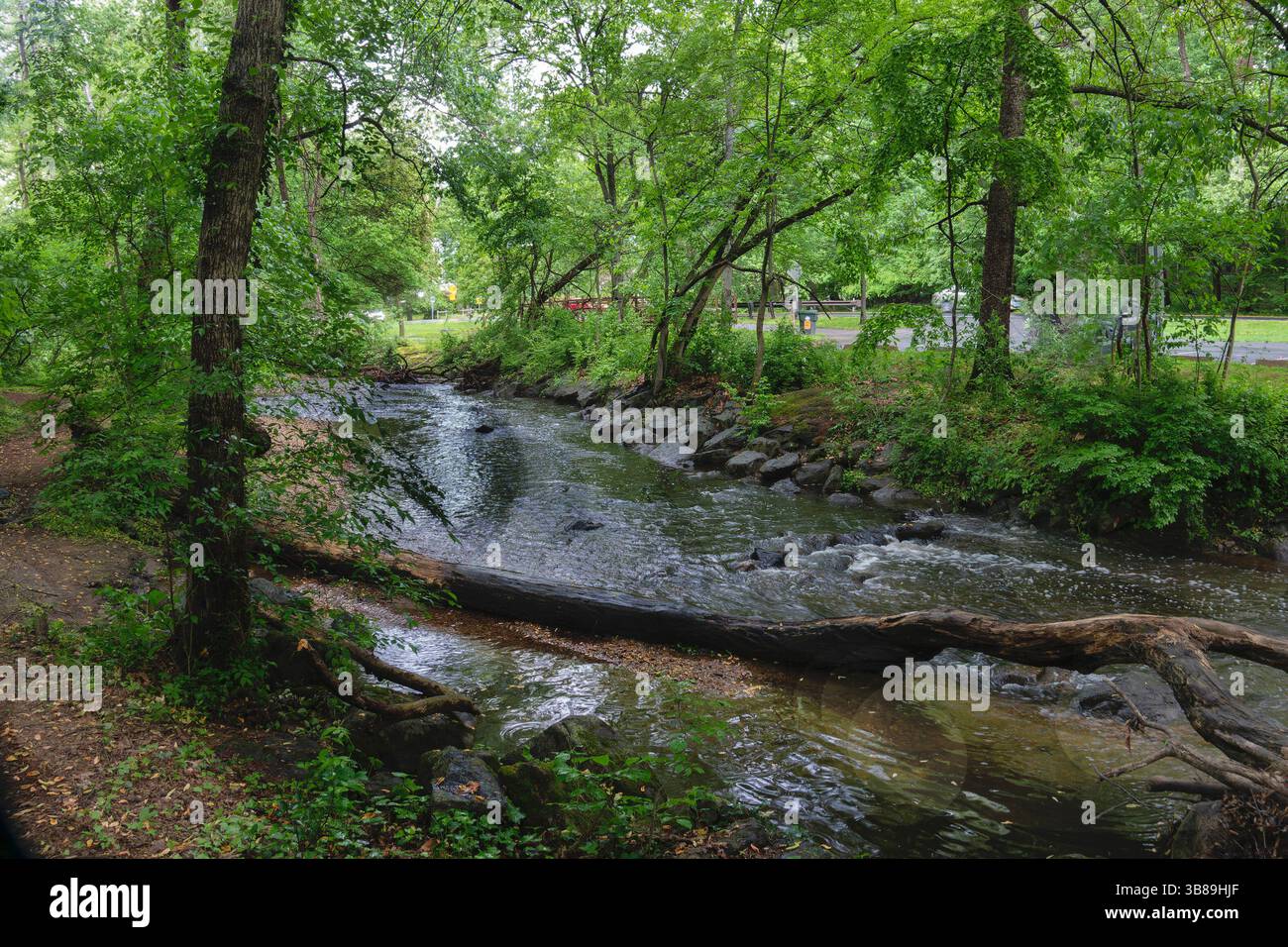 A fallen tree in a damp forest Stock Photo