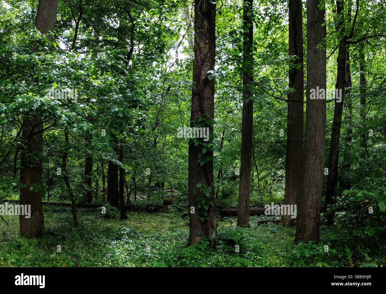 A fallen tree in a damp forest Stock Photo
