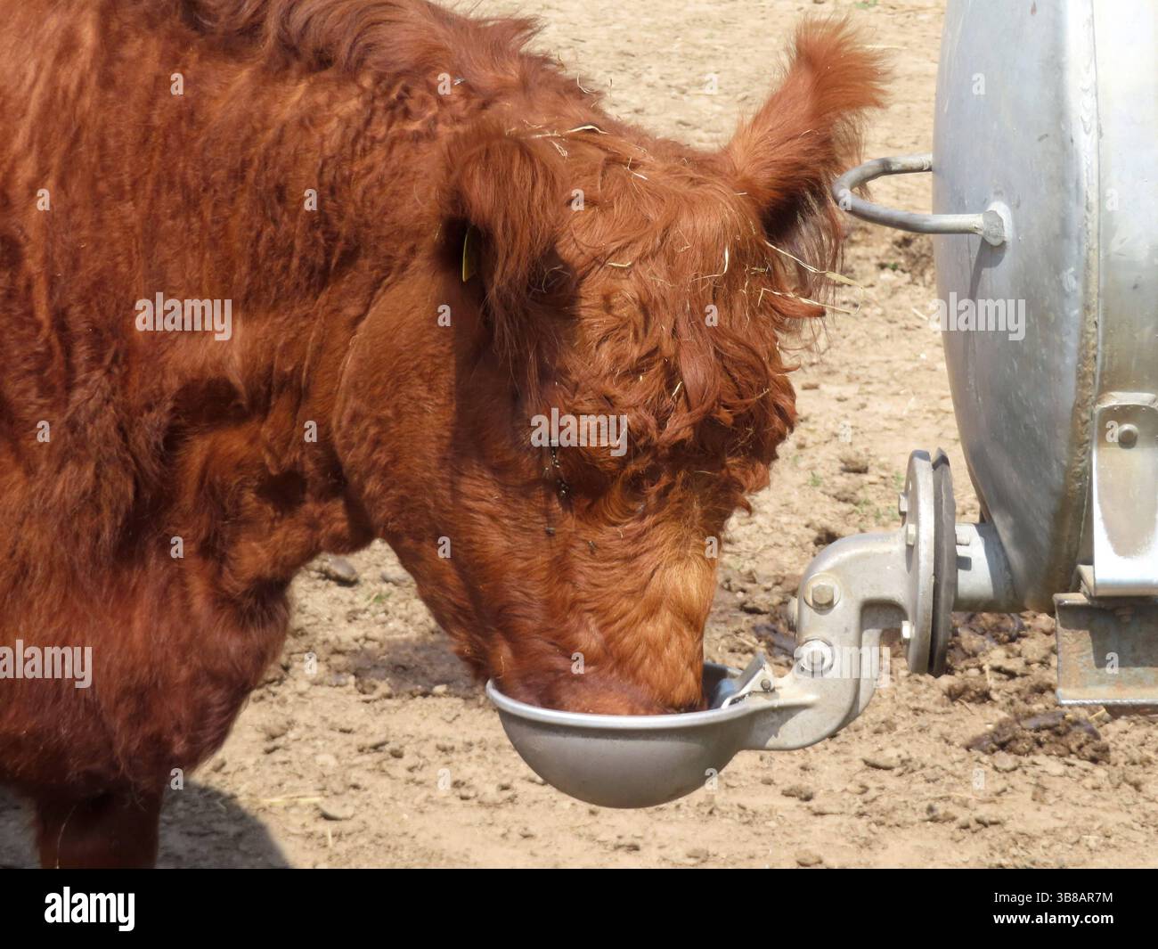 ...das Galloway Rind laesst sich das frische Trinkwasser schmecken ...