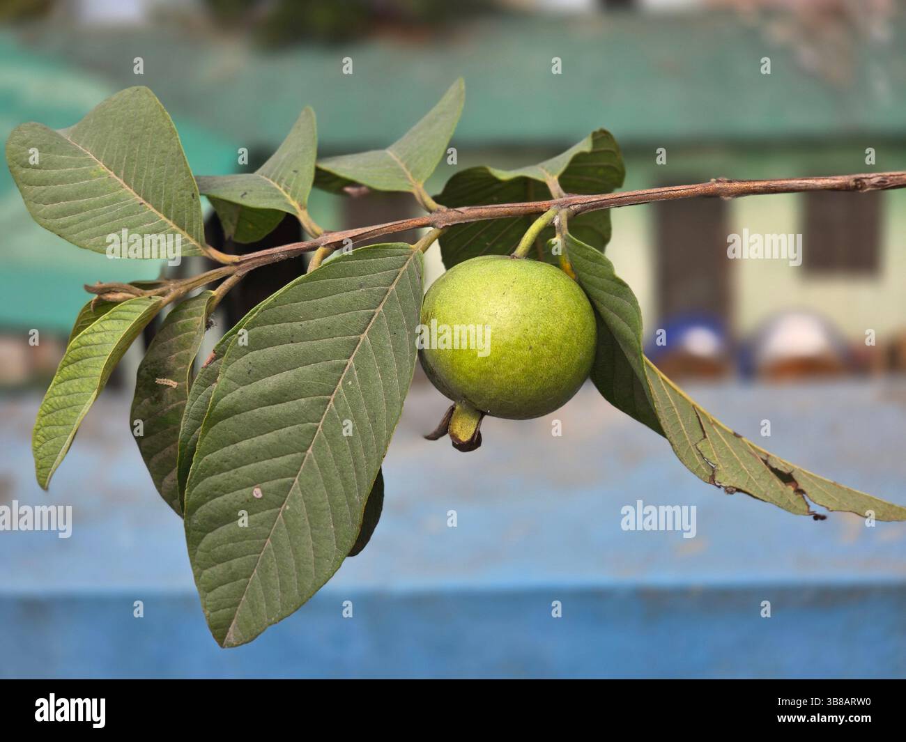 Single unripe guava growing on a tree branch with textured green foliage - Smartphone Captured Stock Image