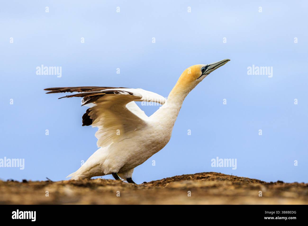 full length side view of adult australasian gannet standing on nesting ...