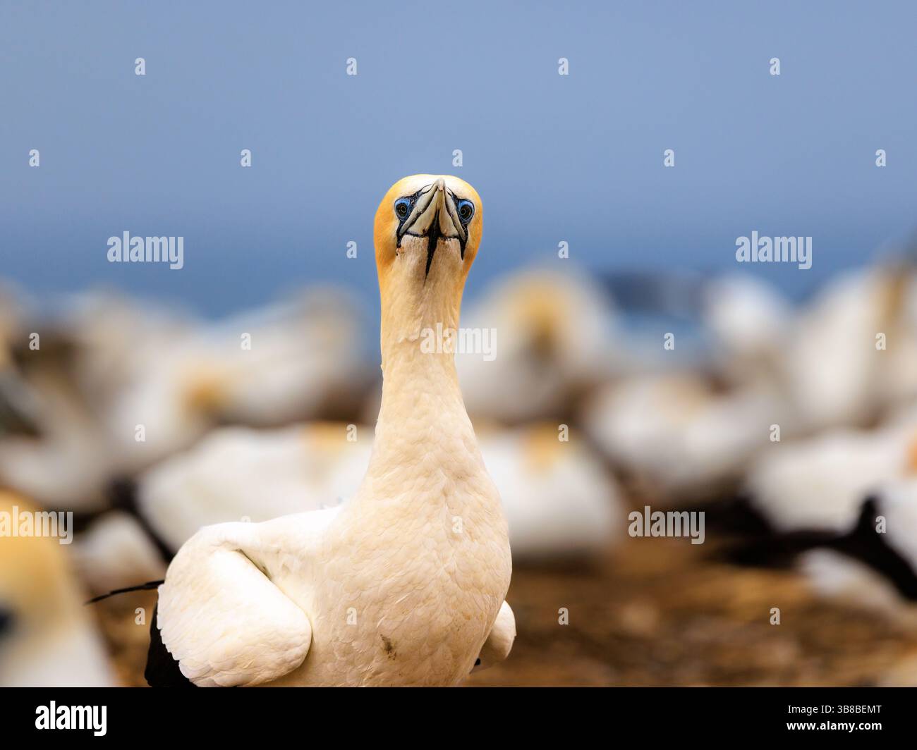quirky photo of adult australasian gannet standing and staring at you with a quizzical look cape kidnappers gannet colony new zealand Stock Photo