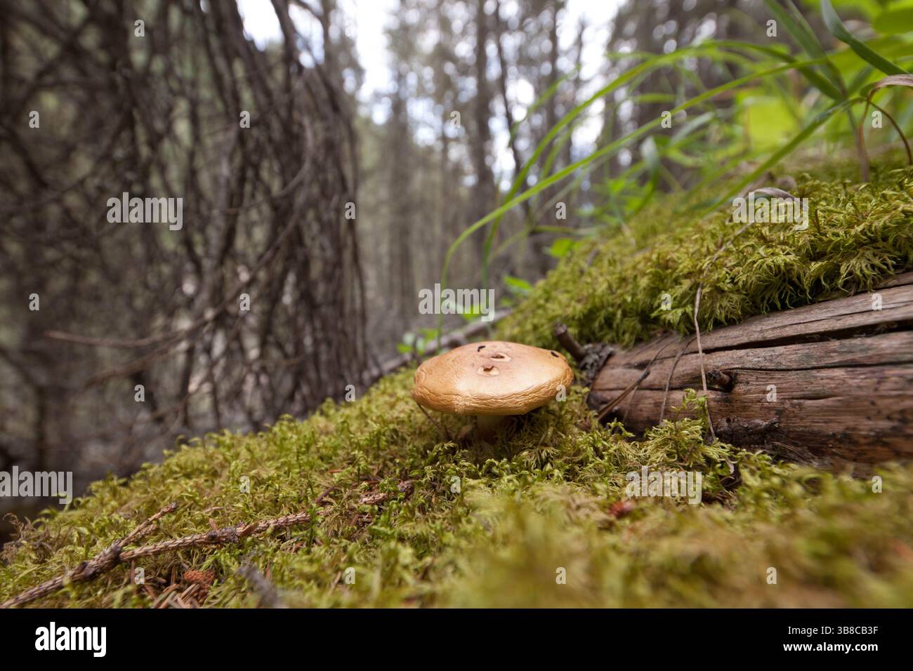 A mushroom grows on a mossy log Stock Photo