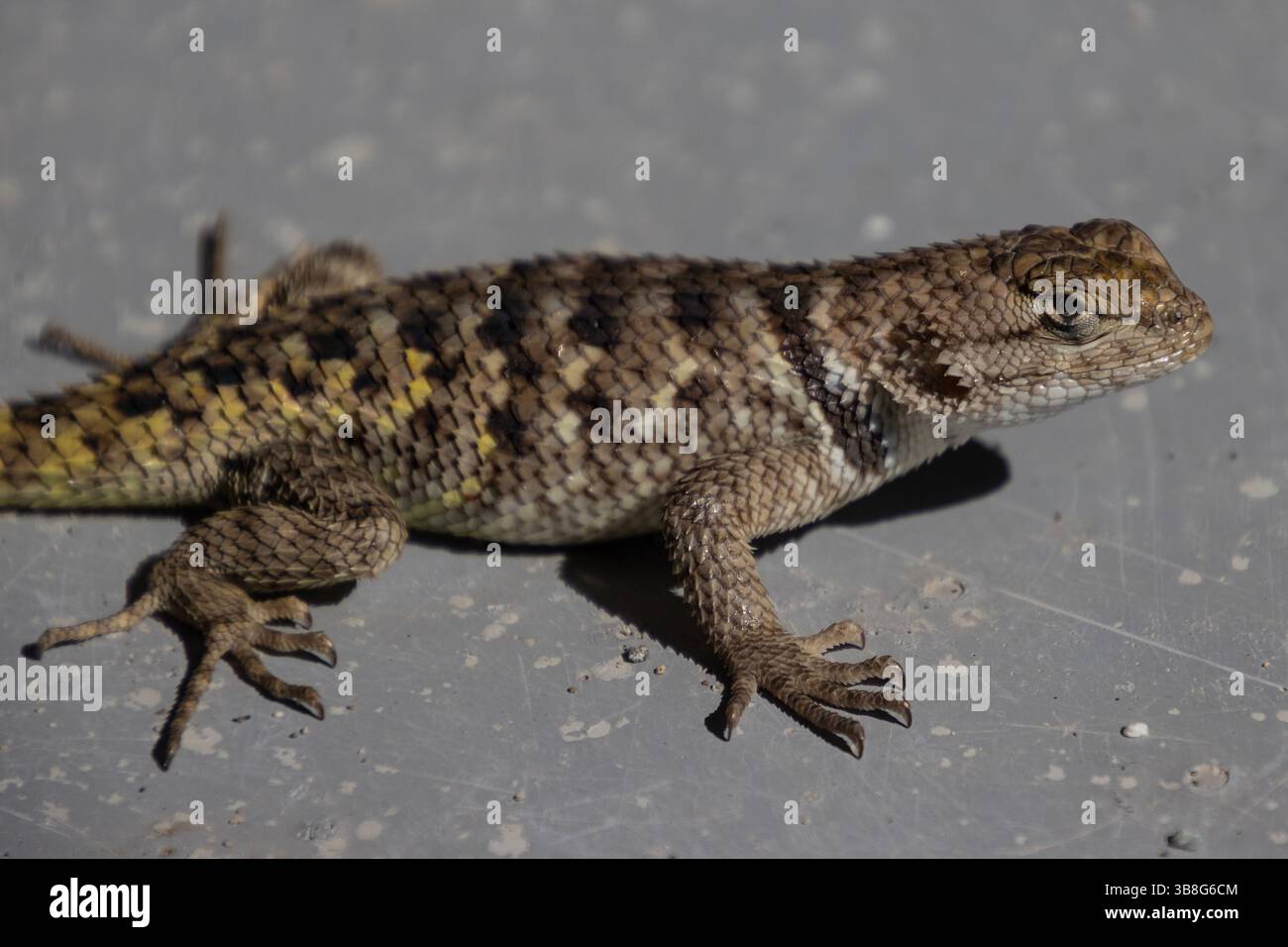 A lizard rests on the floor of a human built building Stock Photo - Alamy