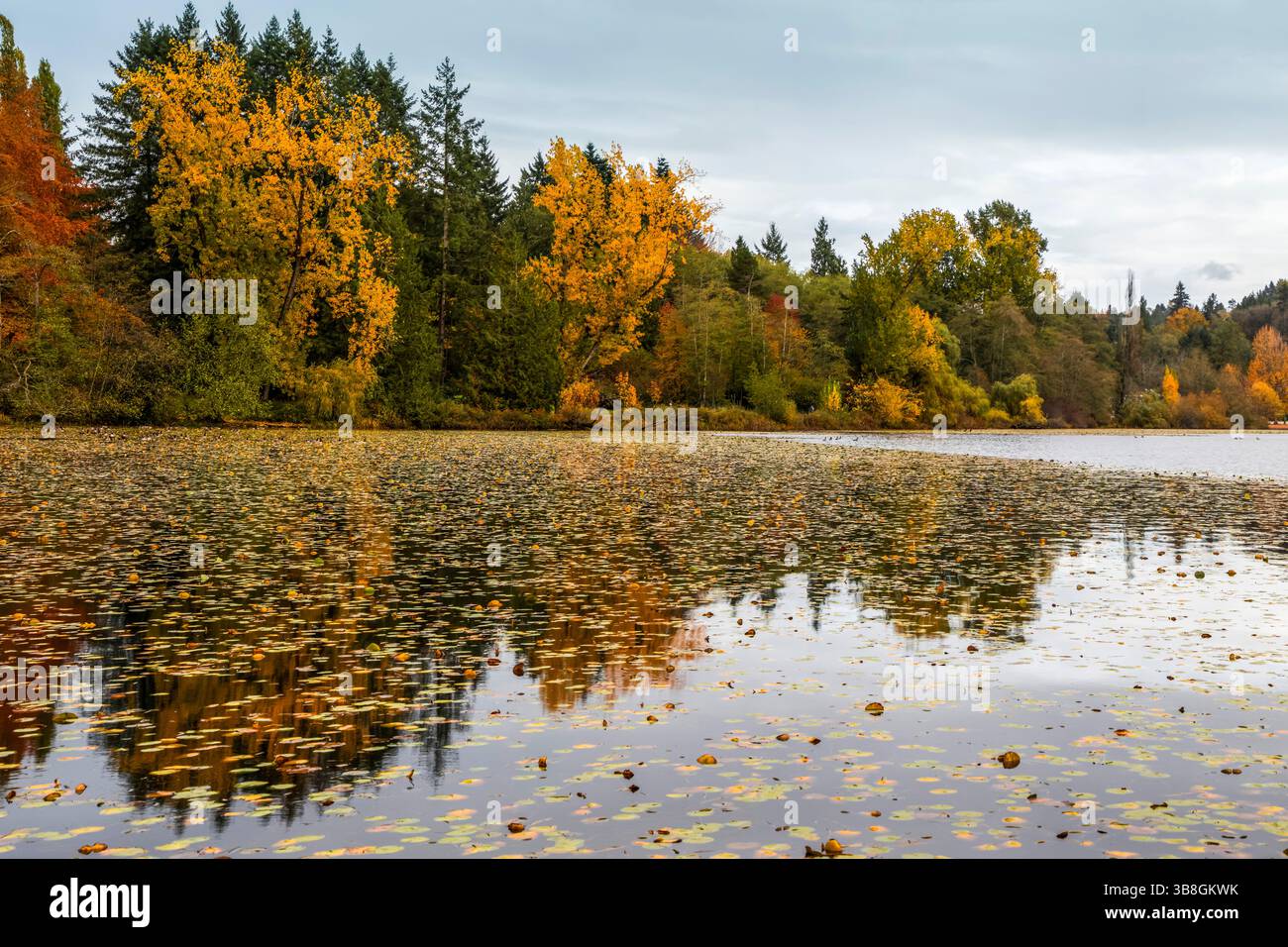 Colorful autumn foliage surrounds a calm lake, with leaves floating on ...