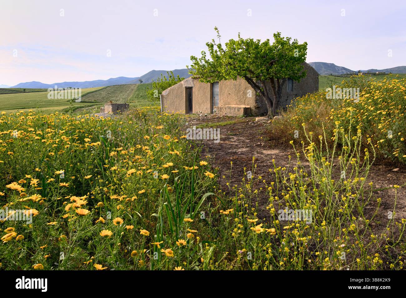 wild tiny small yellow flowers on top of the hill Stock Photo - Alamy