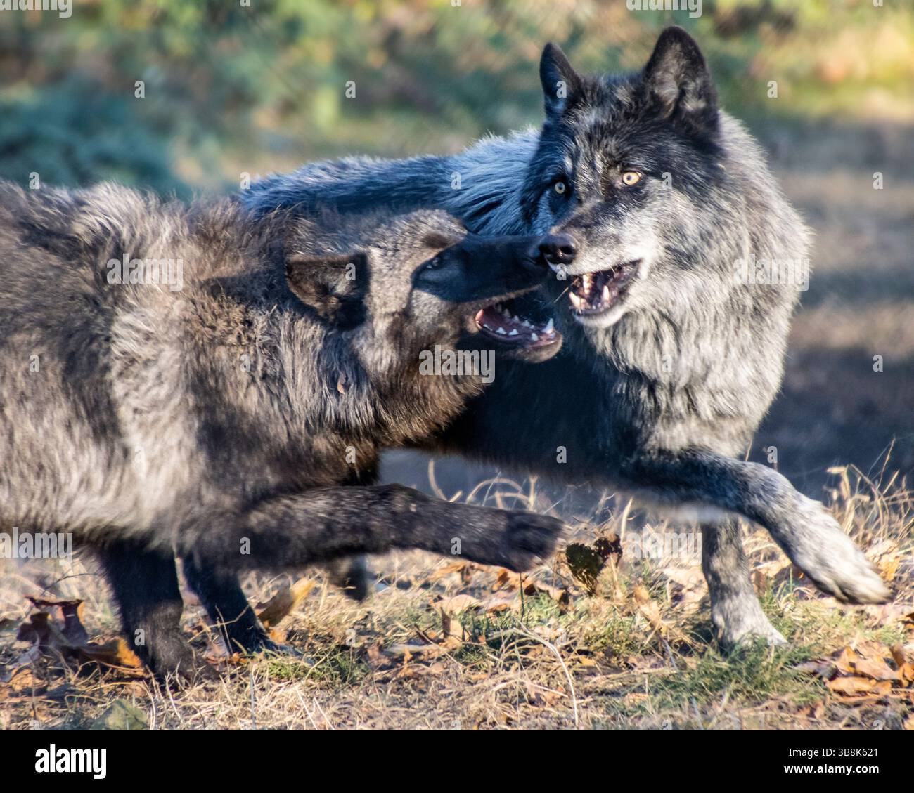 Two fighting wolves hi-res stock photography and images - Alamy