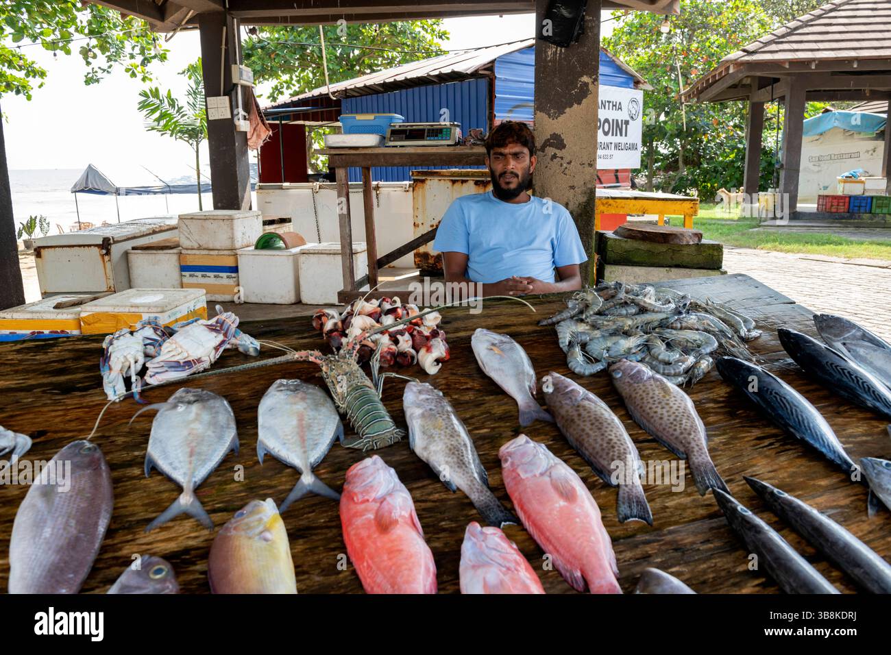 Sri Lanka, Southern Province, Sud, Süd, South, ville, Staadt, city, town, Weligama, marché, Markt, market, poisson, poissons, Fisch, Fishes, fisch, ve Stock Photo