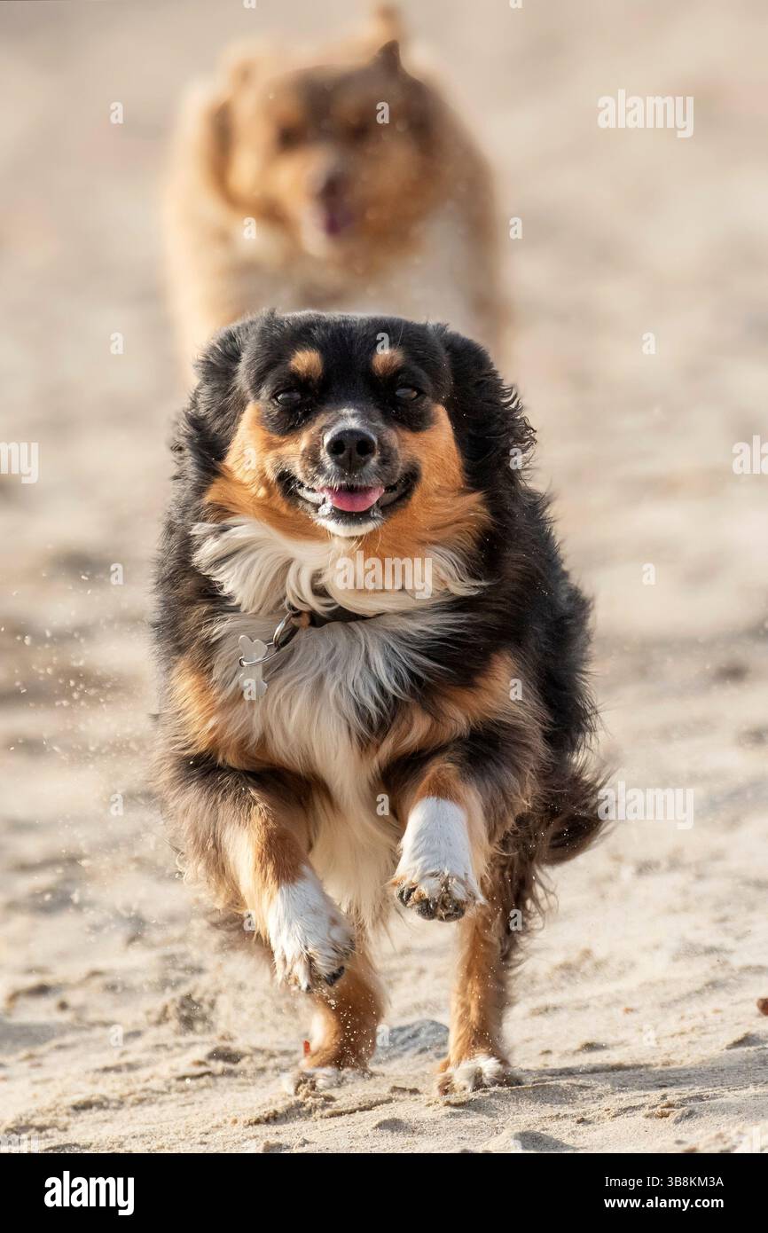 Mexico, Baja California,Ventana bay, El Sargento, dog Stock Photo