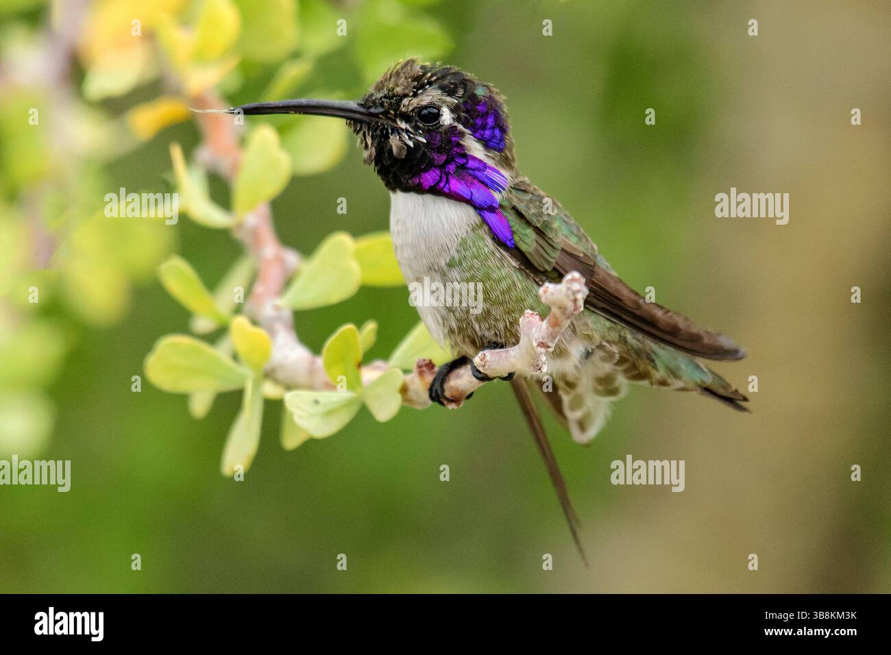 Mexico, Baja California Sur, El Sargento, Costa's Hummingbird,  Calypte costae Stock Photo
