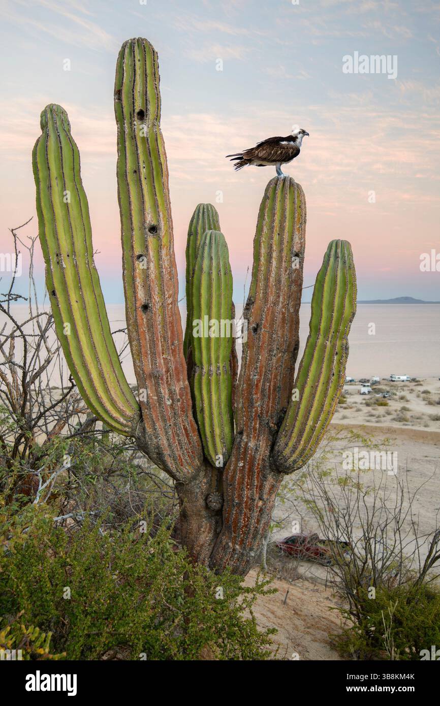 Mexico, Baja California Sur, El sargento, Osprey on cardon Stock Photo