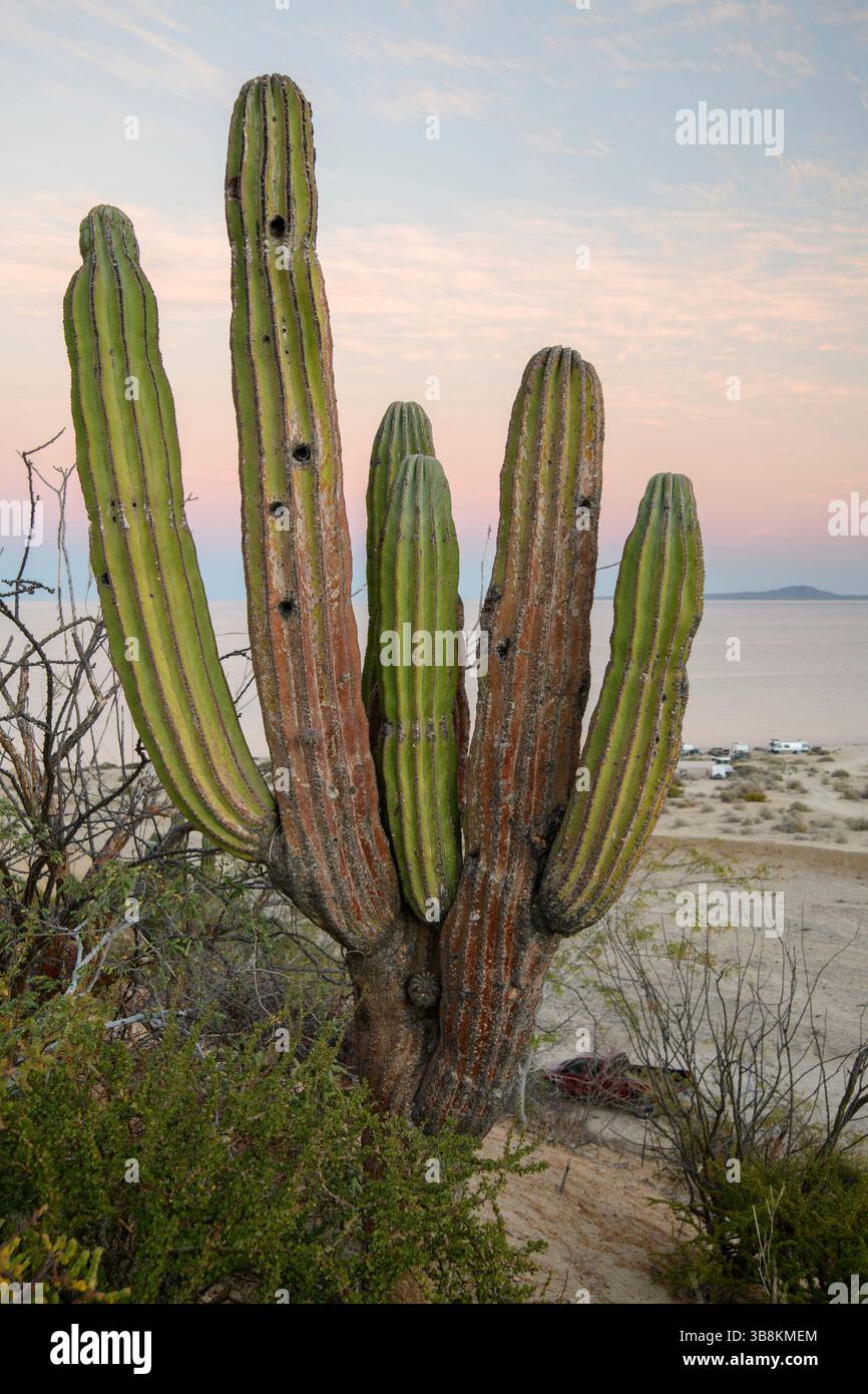 Mexico, Baja California Sur, El sargento, Cardon cactus and Sea of Cortez Stock Photo
