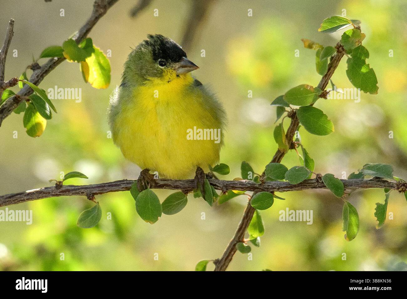Mexico, Baja California,  Rancho Sur,Mexico, Baja California Sur, El Sargento,Spinus psaltria, Lesser Goldfinch Stock Photo