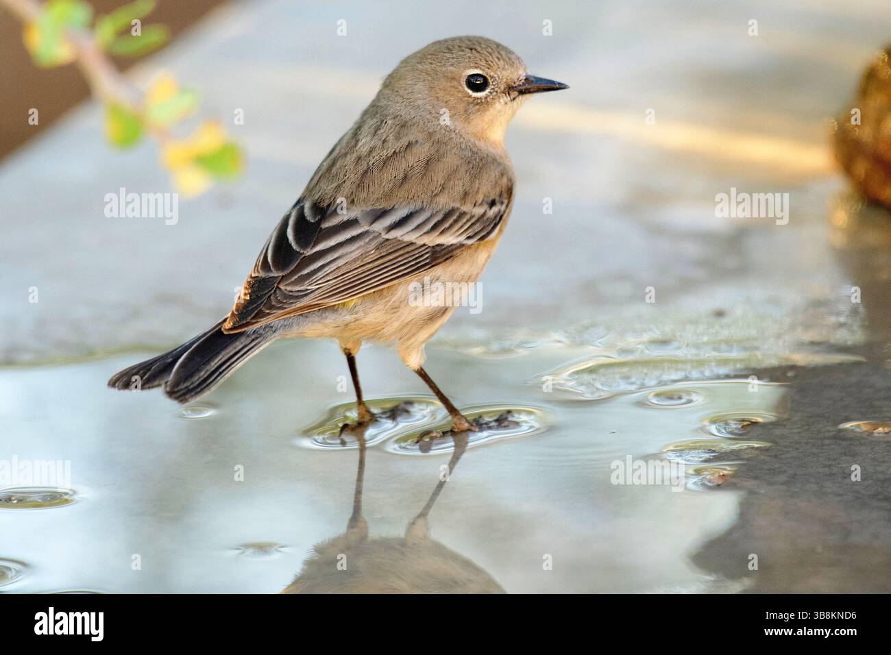 Mexico, Baja California, Ventana Bay, El Sargento,  Yellow rumped Warbler Stock Photo