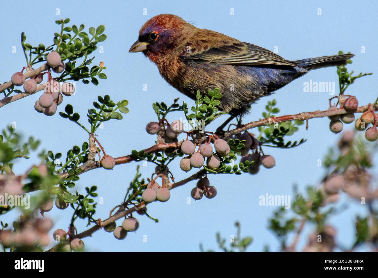 Mexico, Baja California,  Rancho Sur,Varied Bunting , Passerina versicolor, Stock Photo