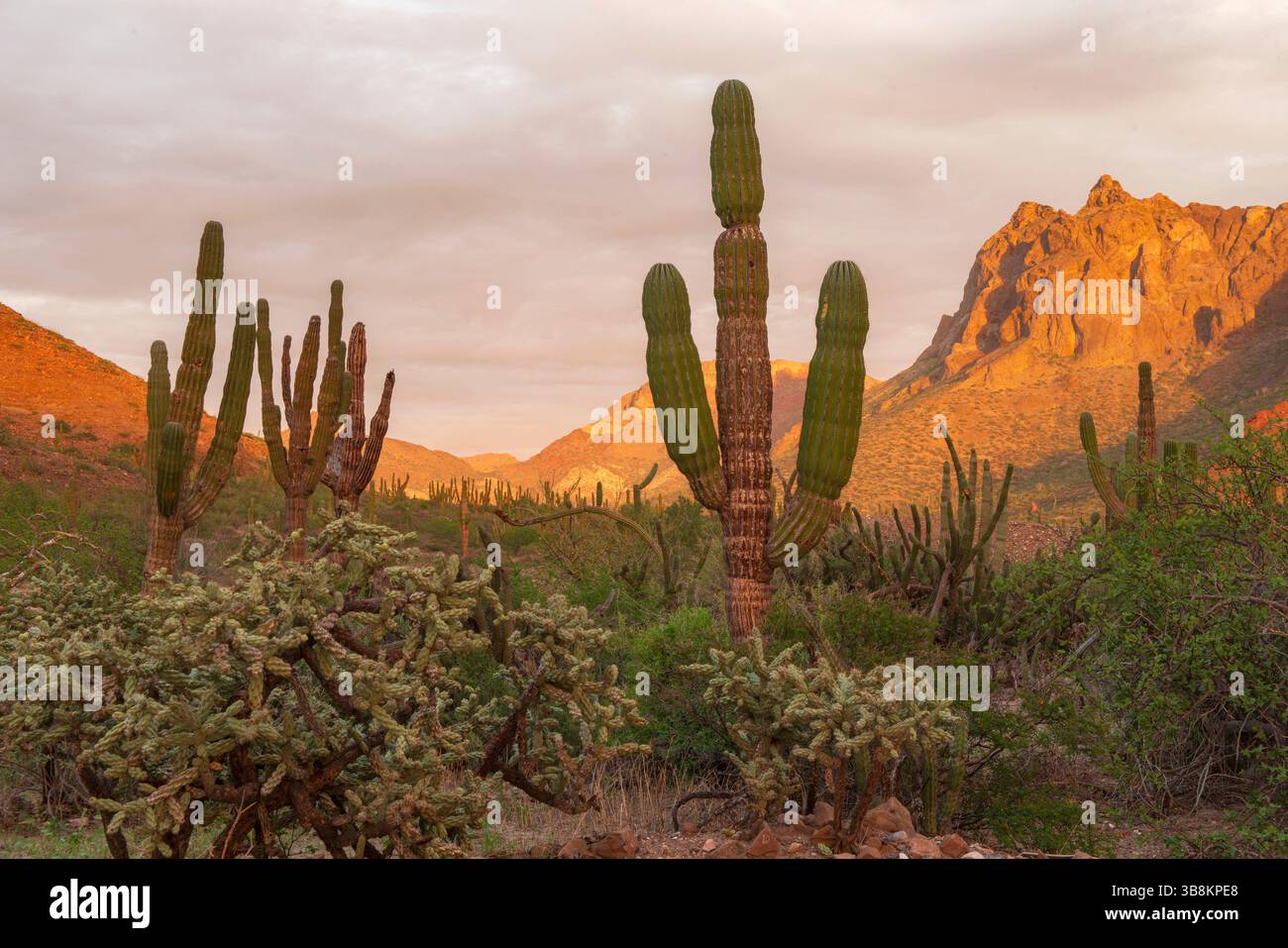 Baja sonoran desert hi-res stock photography and images - Alamy