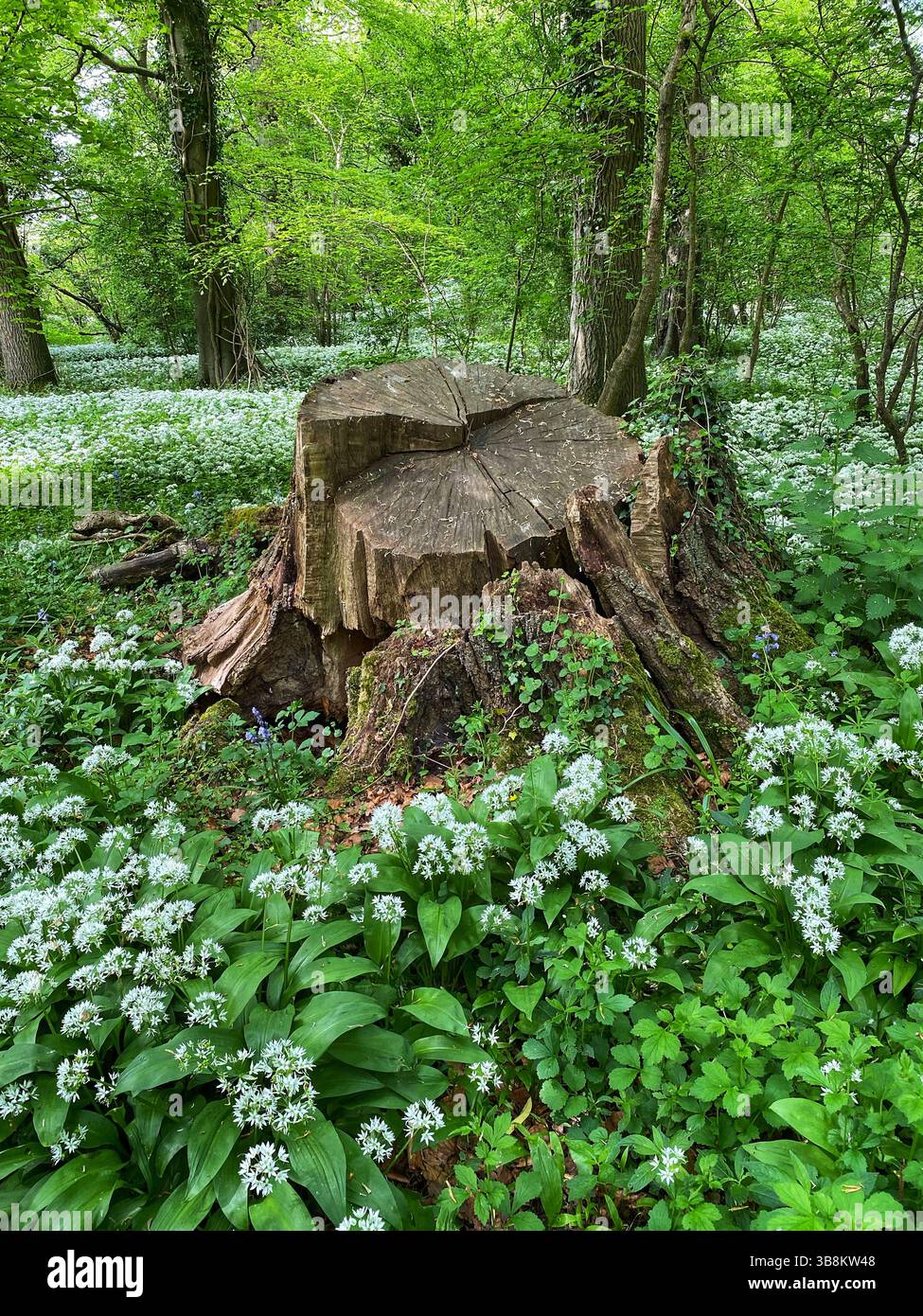 Wild Garlic growing in woodland - Smartphone Captured Stock Image