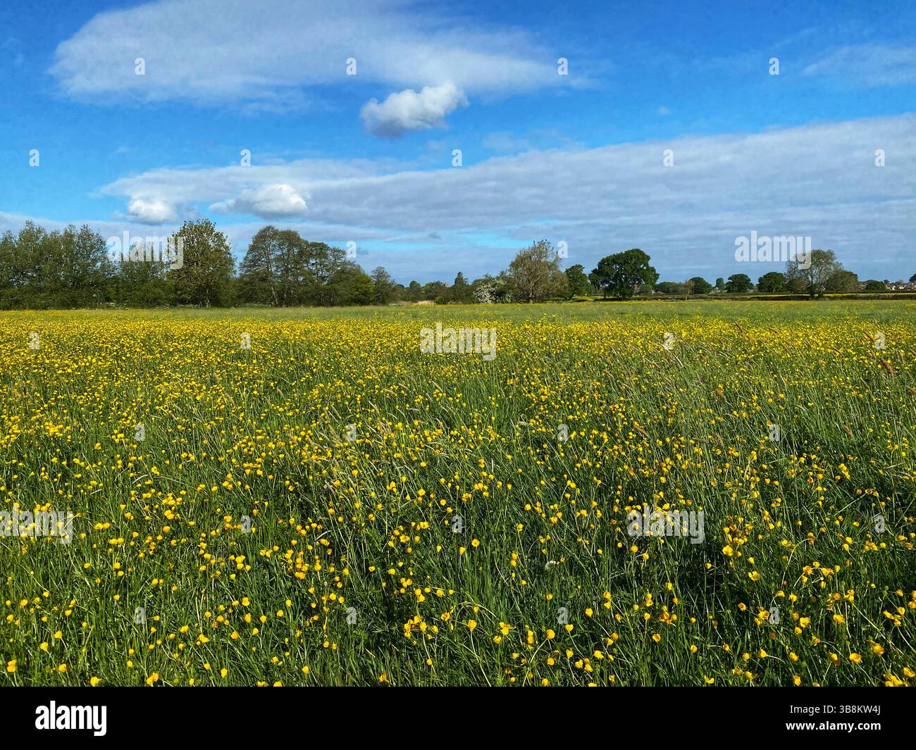 Field of buttercups in springtime - Smartphone Captured Stock Image