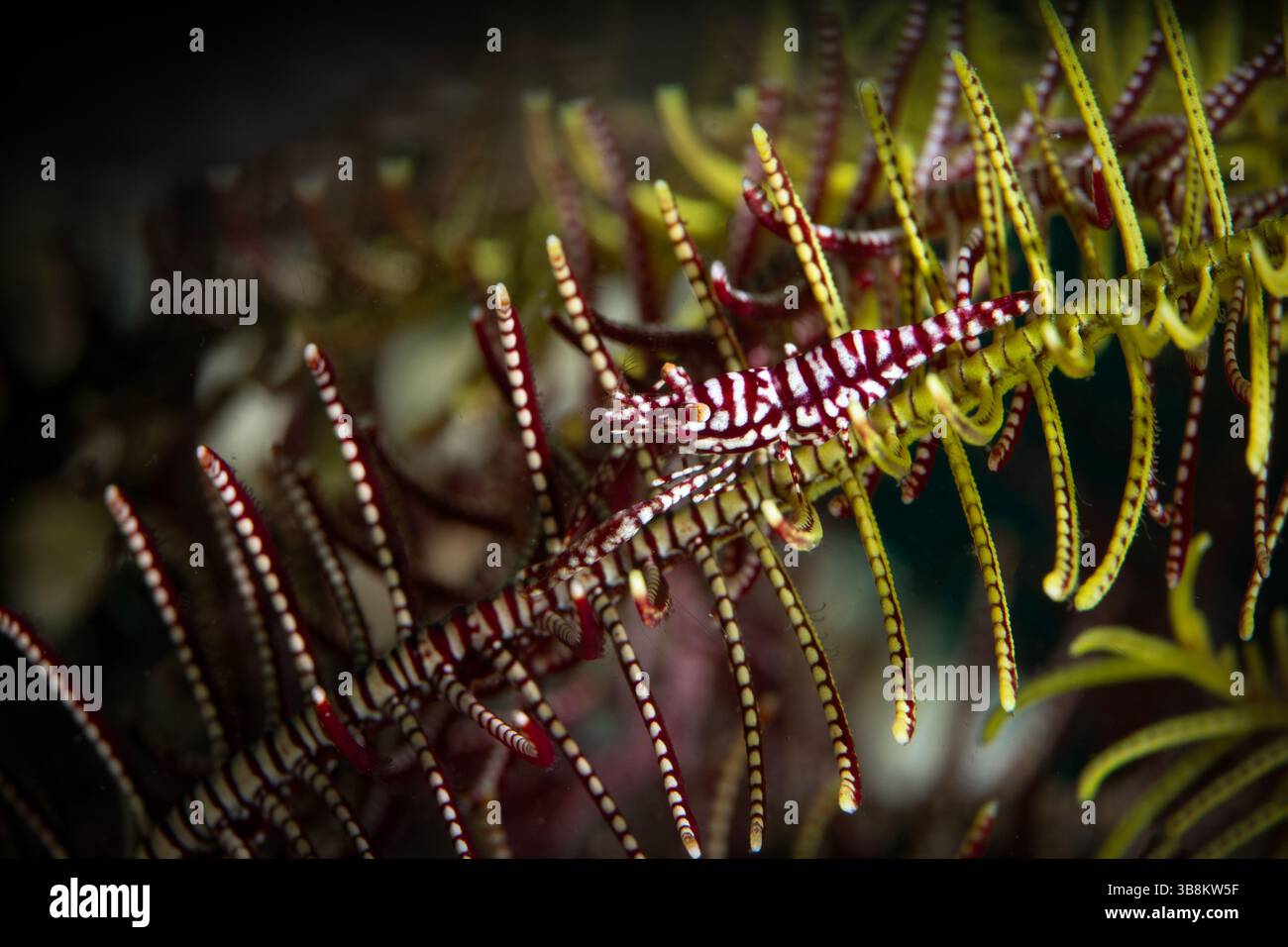 Crinoid Snapping Shrimp (Synalpheus stimpsoni) lives underneath ...