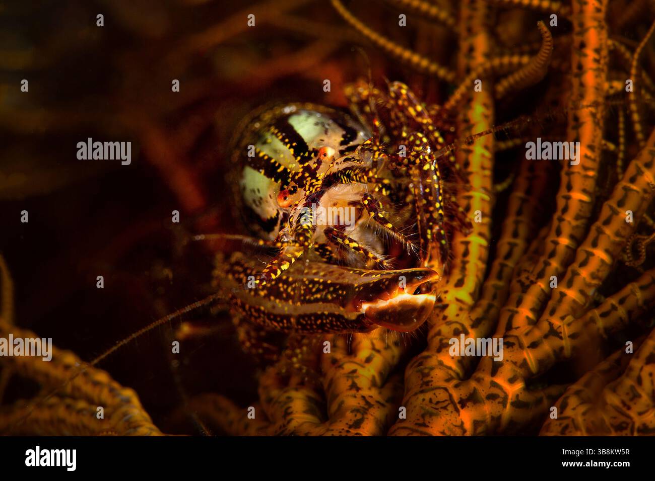 Crinoid Snapping Shrimp (Synalpheus stimpsoni) lives underneath ...