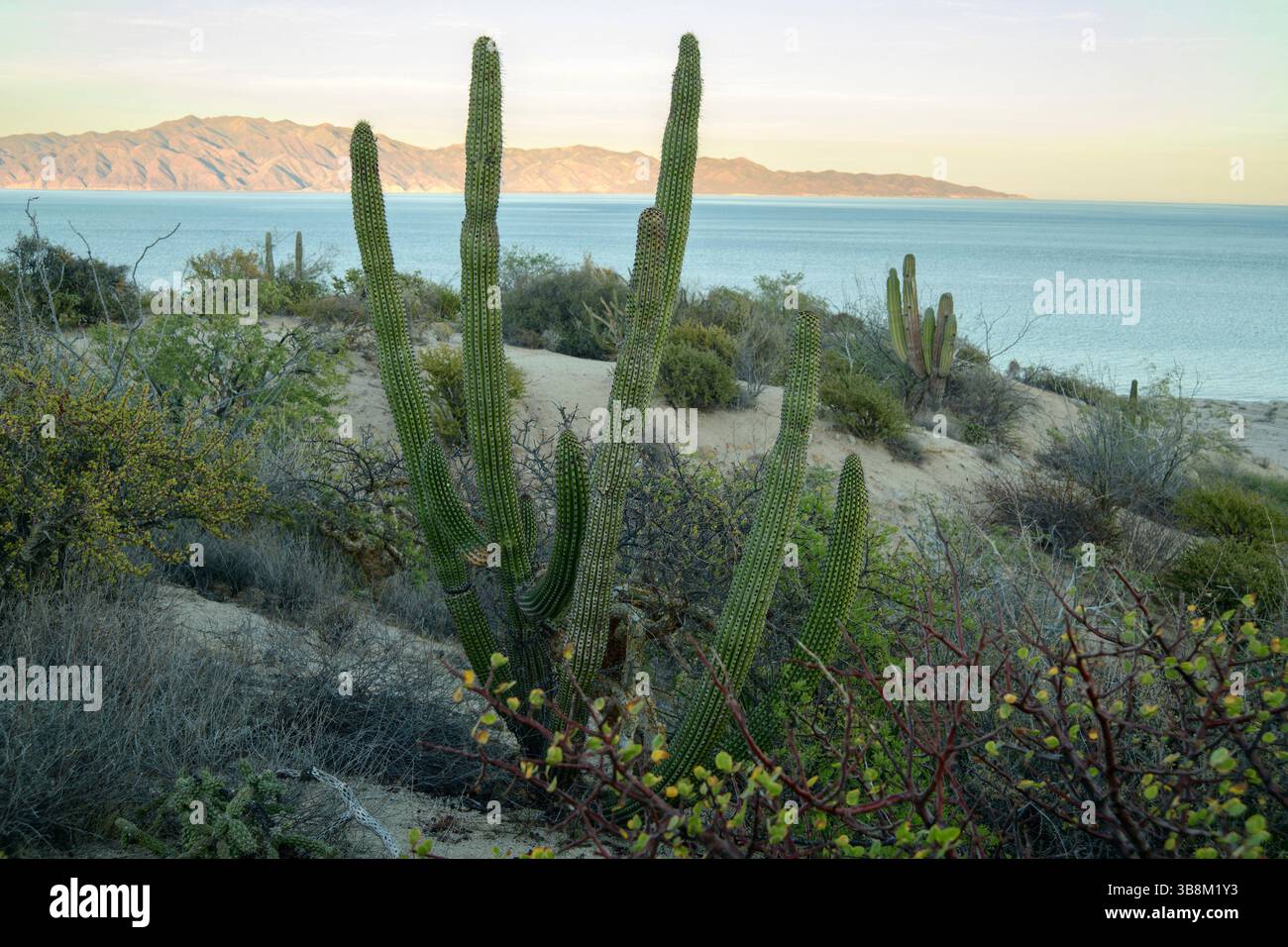 Mexico, Baja California,Ventana bay, El Sargento, Isla Cerrlavo Stock Photo