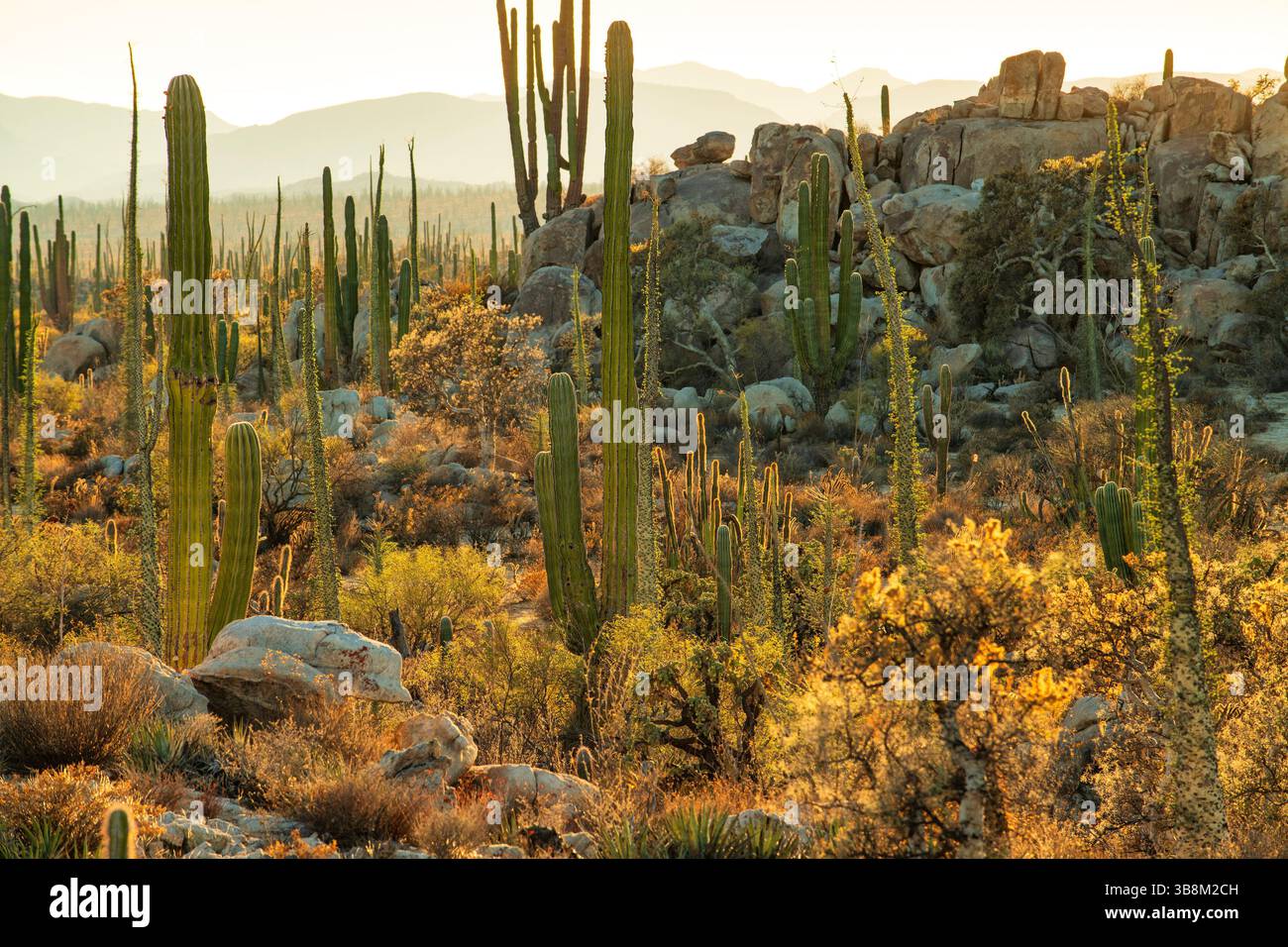 Mexico, Baja California, San Quintín, Catavina, Valley of the Candles, Valle de los Cirios, Stock Photo