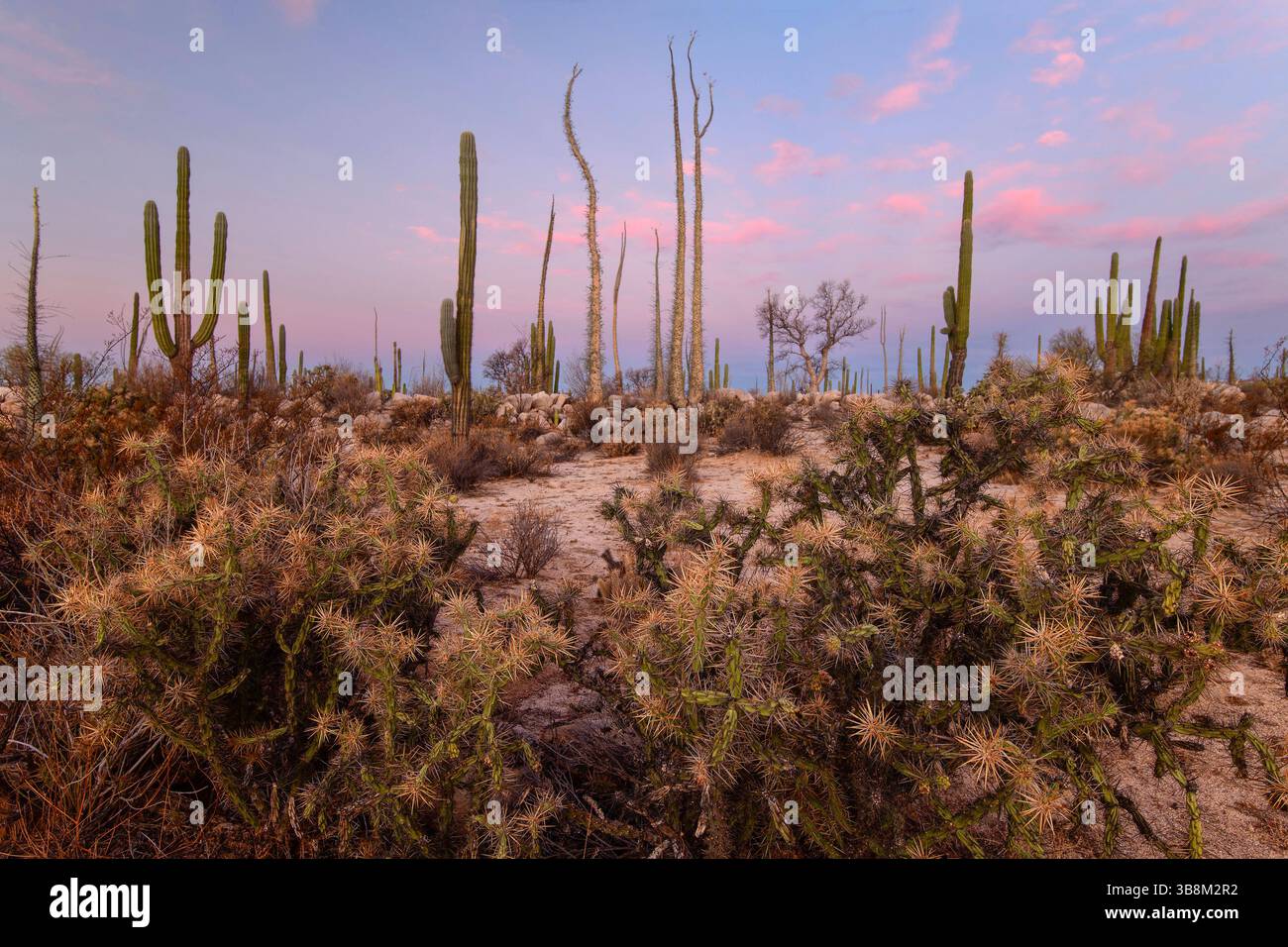 Mexico, Baja California, San Quintín, Catavina, Valley of the Candles, Valle de los Cirios, Stock Photo