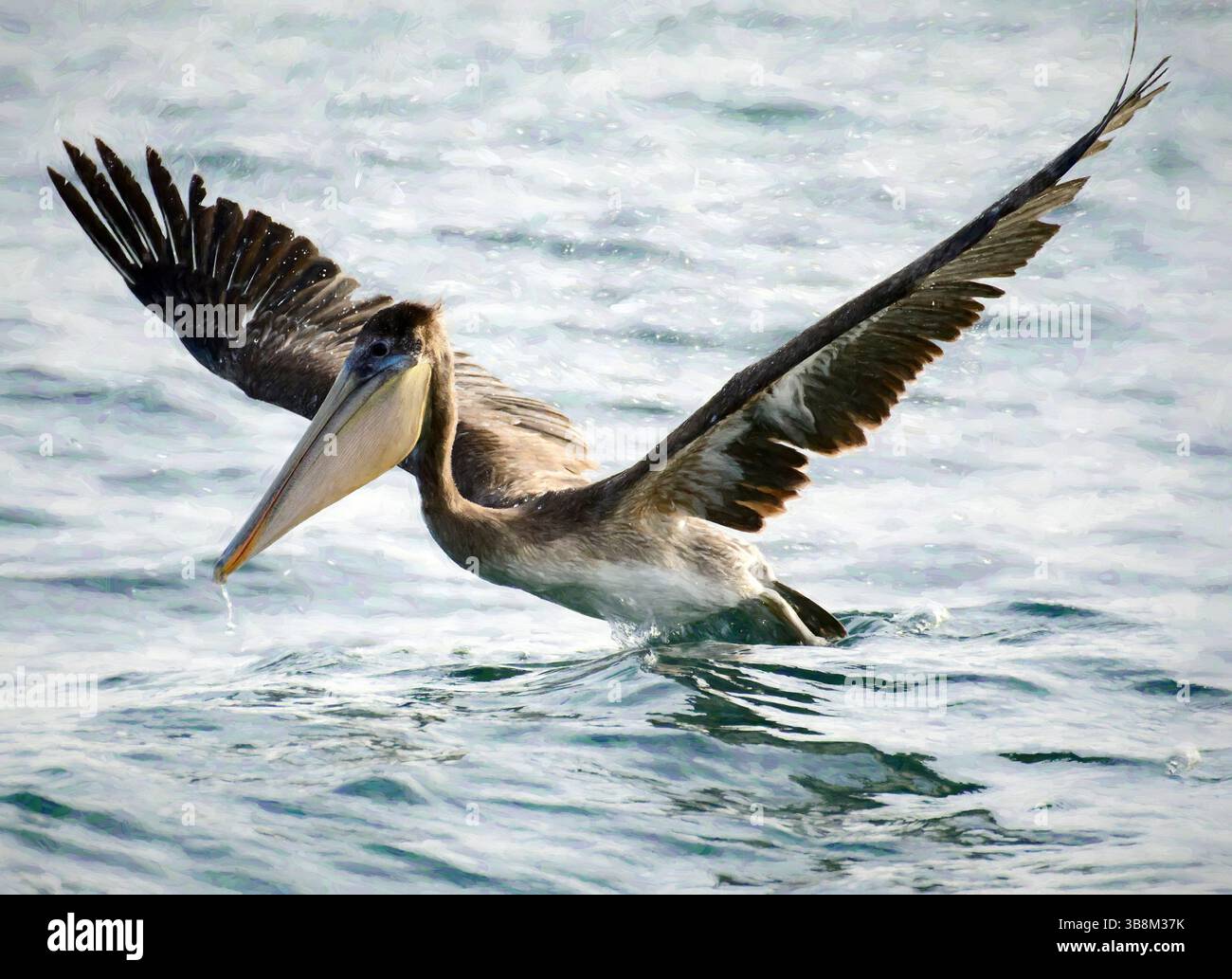 Mexico, Baja California,Ventana bay, El Sargento, Brown Pelican, Pelecanus occidentalis Stock Photo