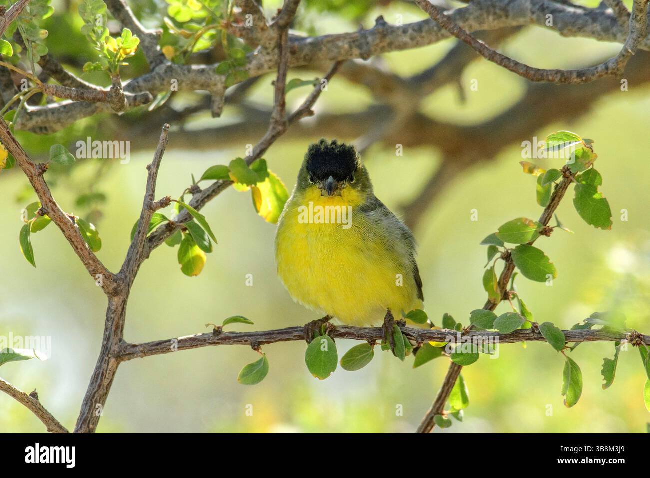 Mexico, Baja California,  Rancho Sur,Mexico, Baja California Sur, El Sargento,Spinus psaltria, Lesser Goldfinch Stock Photo