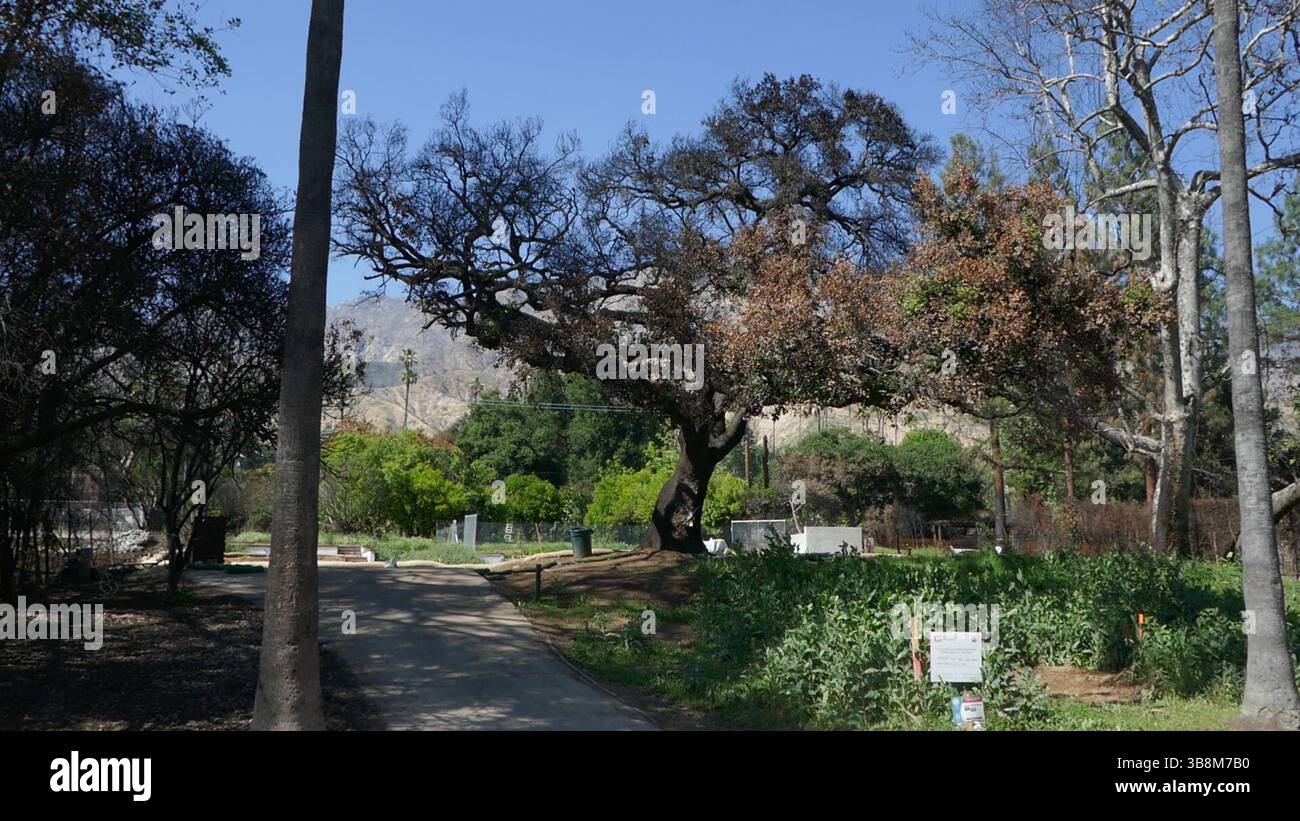 Altadena, California, USA 7th May 2025 Altadena aftermath and cleanup ...
