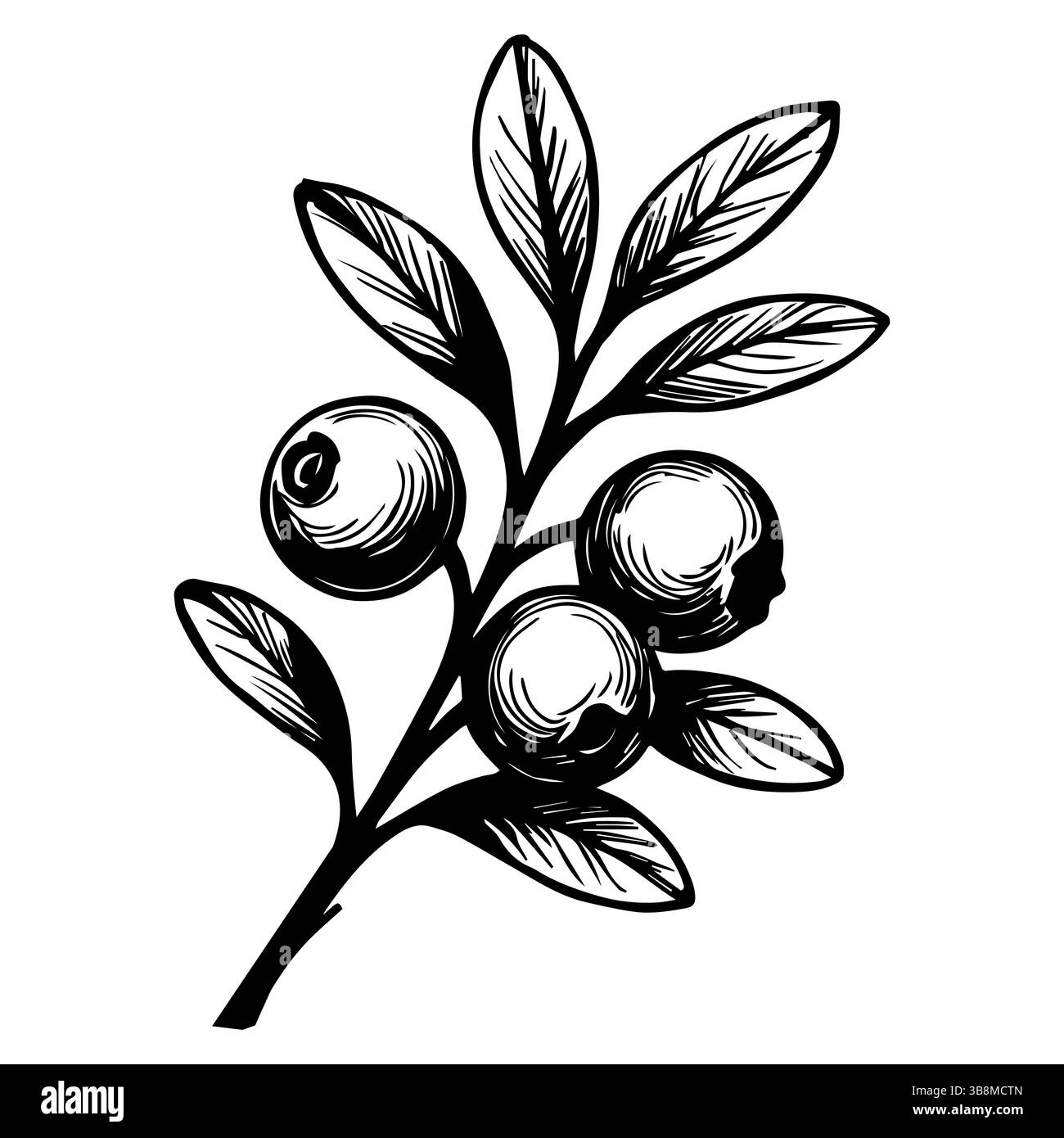 Vector drawing of cranberries. Sketch of a branch of berries hand drawing. for label, poster, print. Stock Vector
