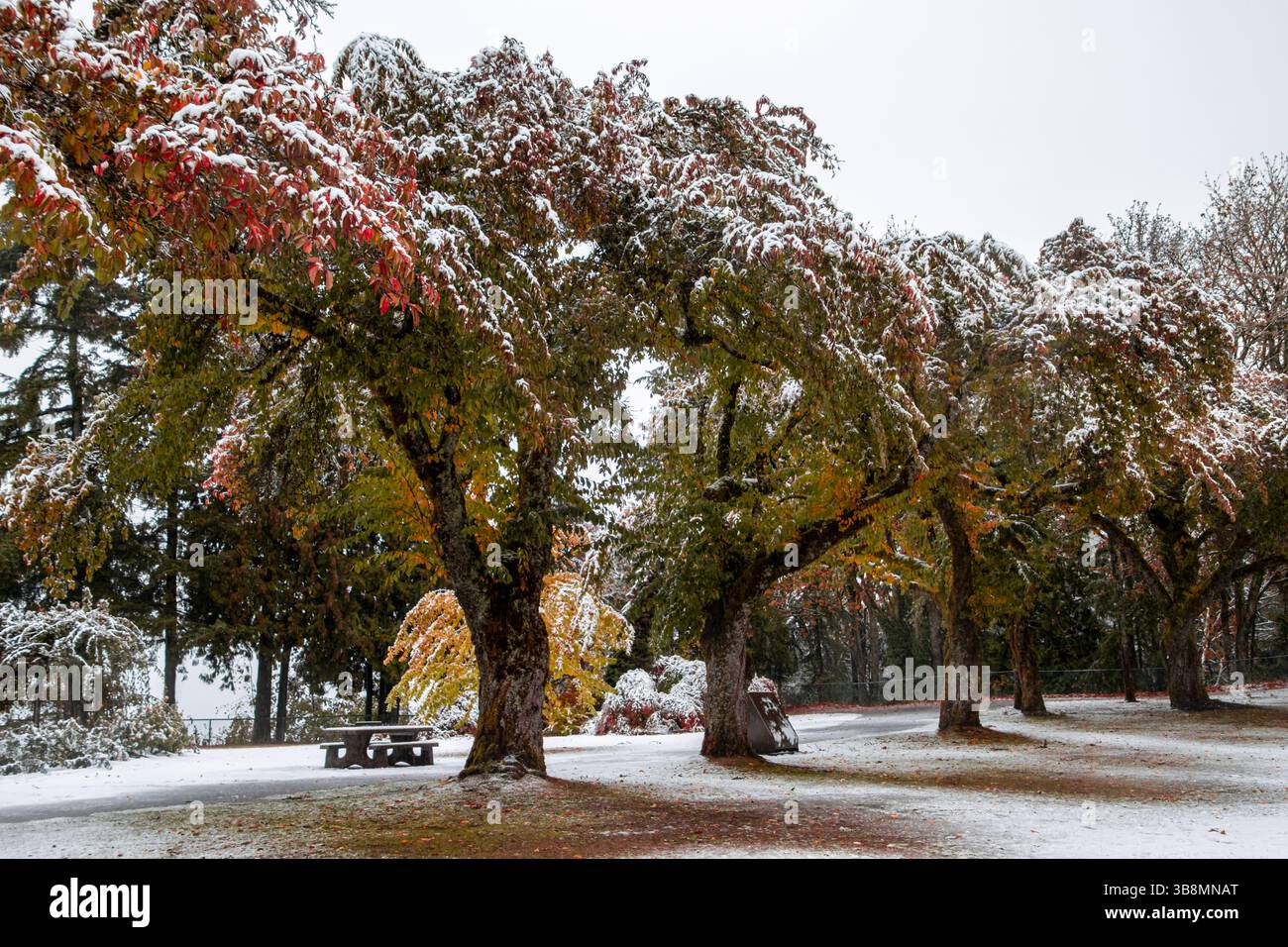 Snow blankets vibrant autumn foliage in a serene park setting. A classic car is parked nearby, creating a tranquil winter scene under the trees' branc Stock Photo