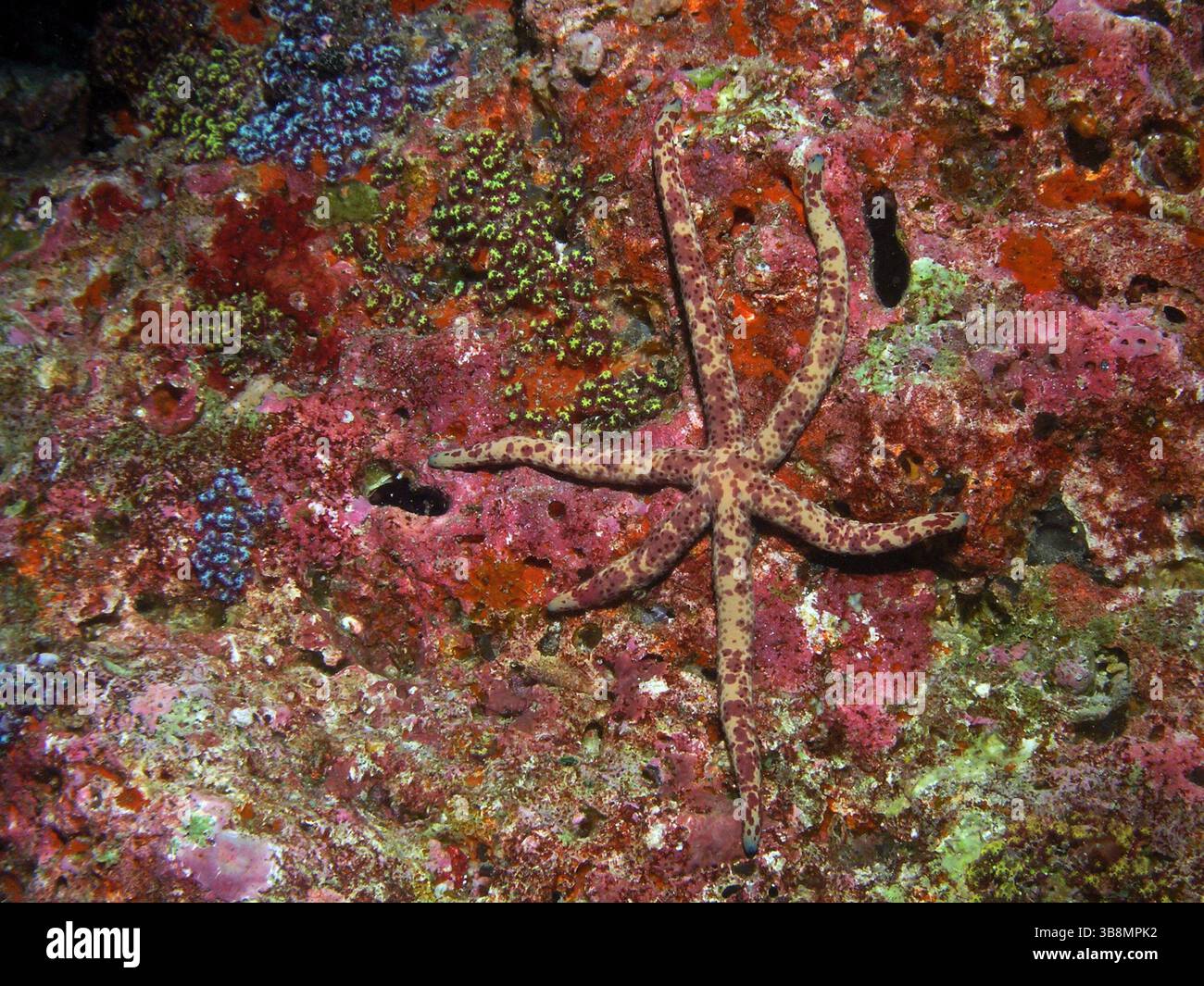 Underwater shot marine life star hi-res stock photography and images ...