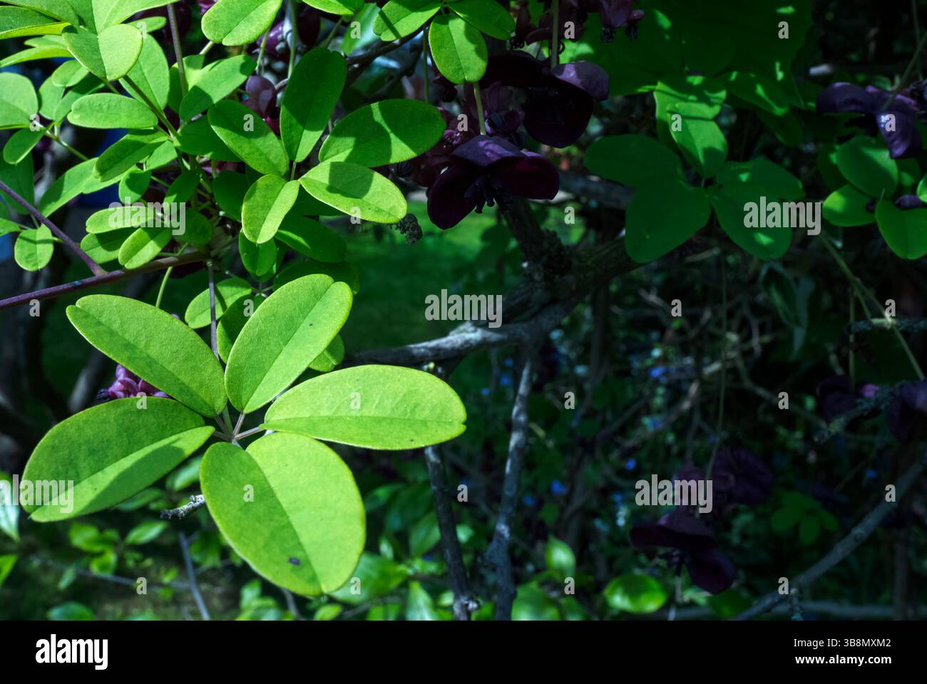 Akebia quinata seeds hi-res stock photography and images - Alamy