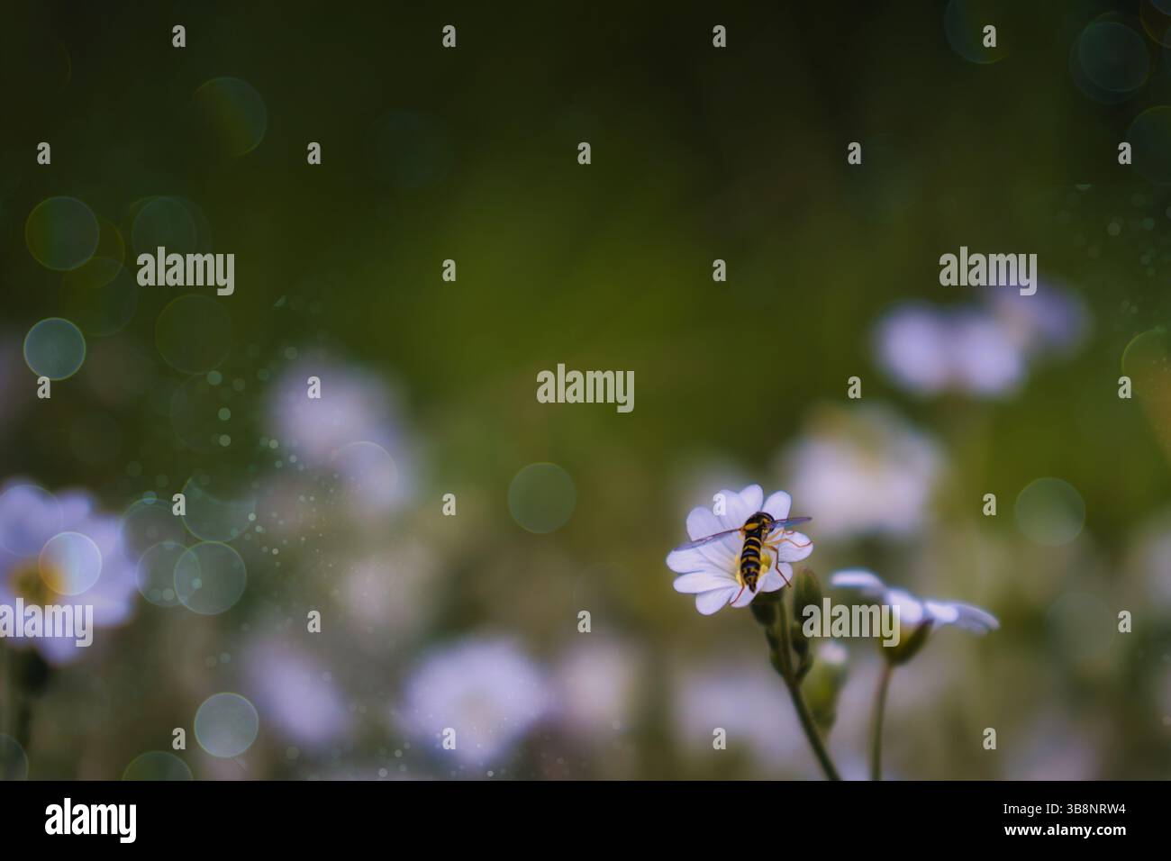 butterfly insect plant beautiful Stock Photo