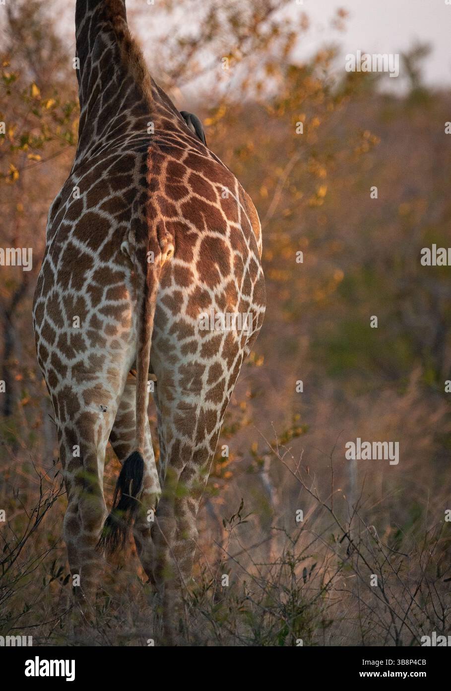 Rear view of a giraffe walking in the bush Stock Photo - Alamy